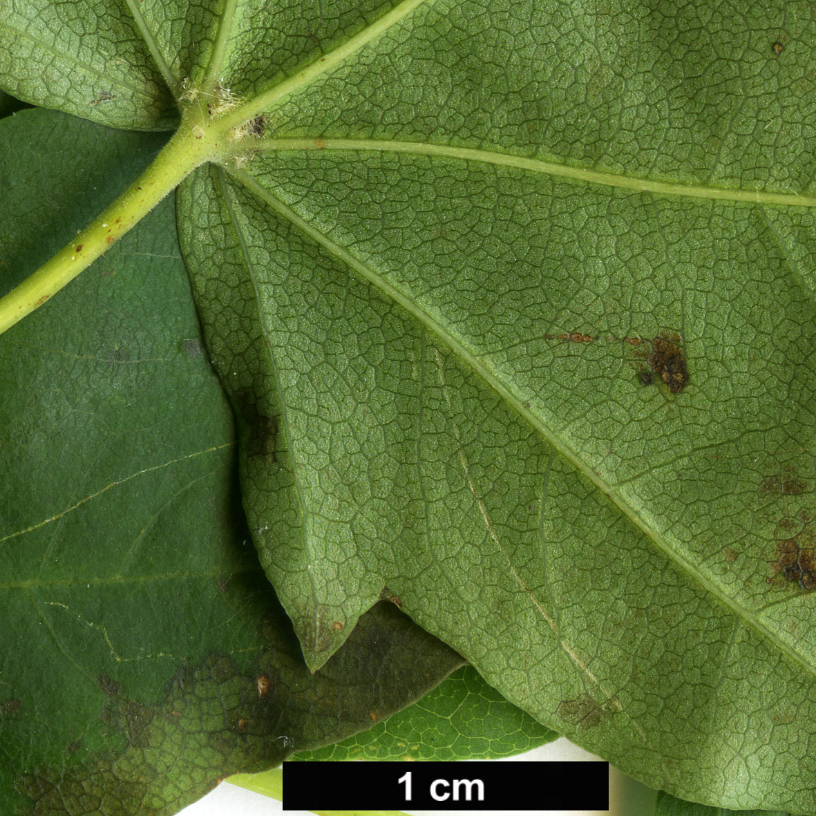 High resolution image: Family: Sapindaceae - Genus: Acer - Taxon: pictum