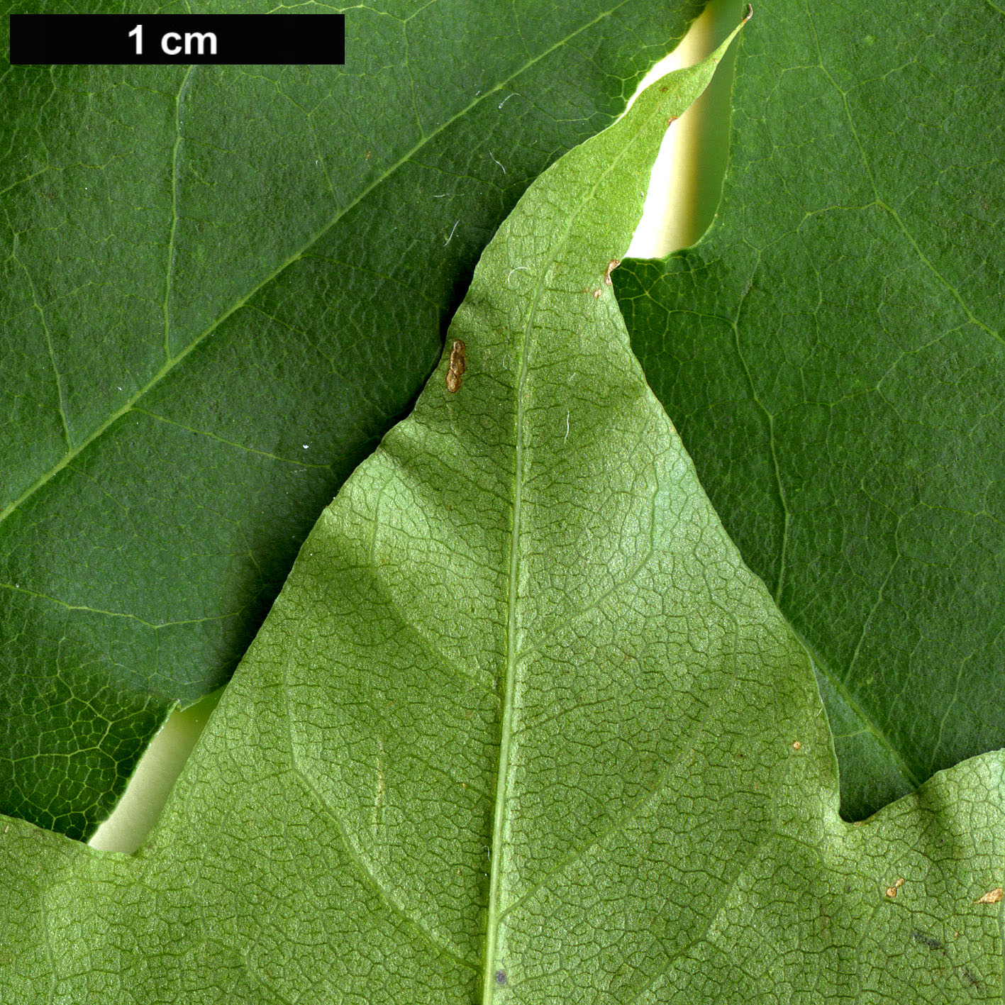 High resolution image: Family: Sapindaceae - Genus: Acer - Taxon: pictum