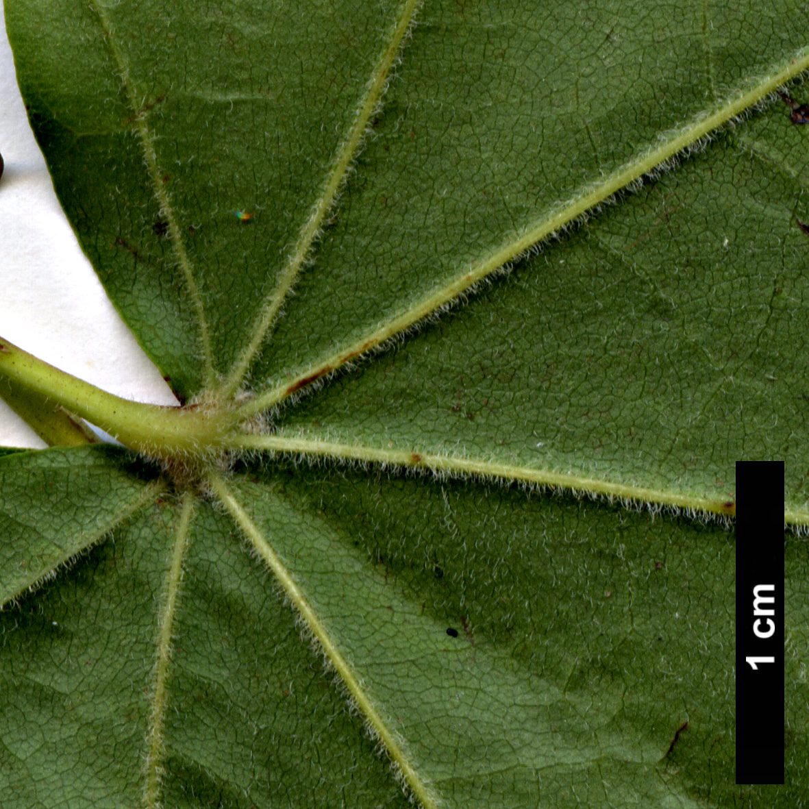 High resolution image: Family: Sapindaceae - Genus: Acer - Taxon: pictum