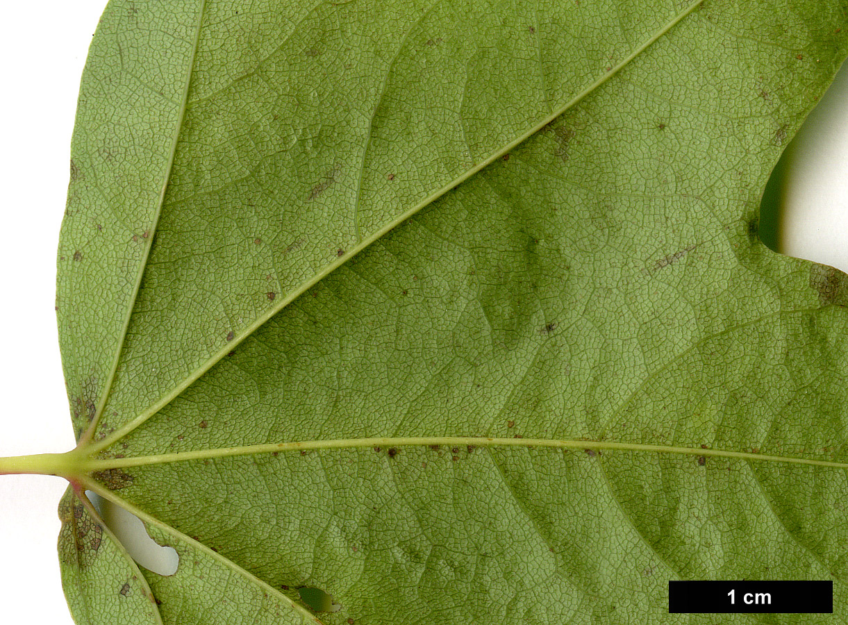 High resolution image: Family: Sapindaceae - Genus: Acer - Taxon: pictum