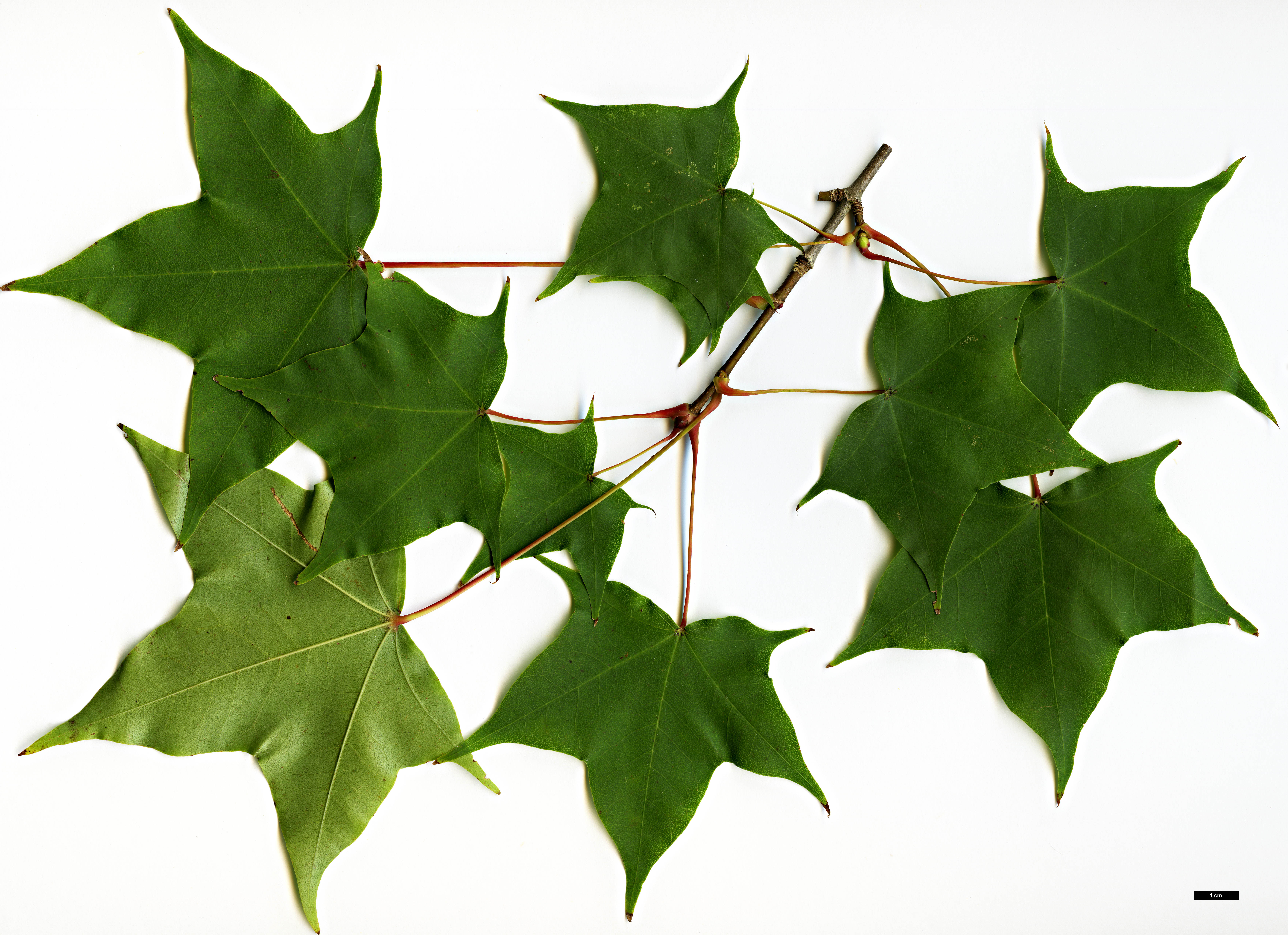 High resolution image: Family: Sapindaceae - Genus: Acer - Taxon: pictum