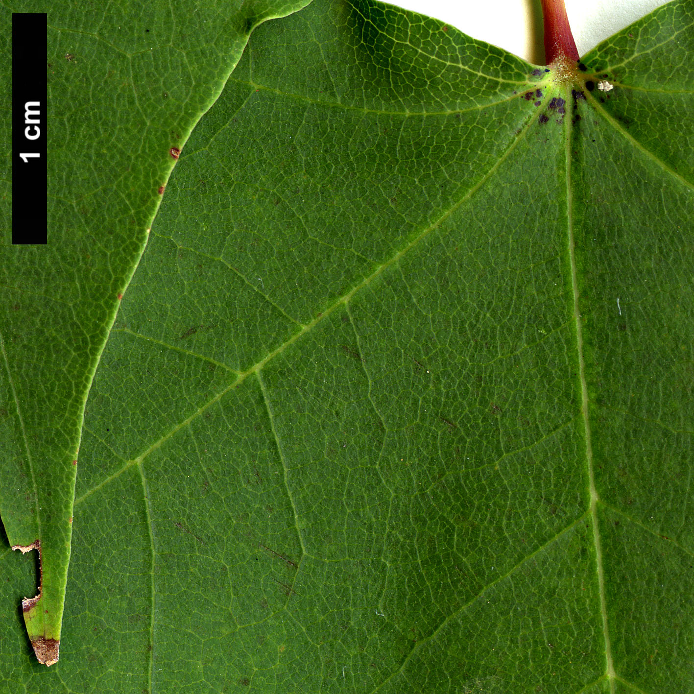 High resolution image: Family: Sapindaceae - Genus: Acer - Taxon: pictum