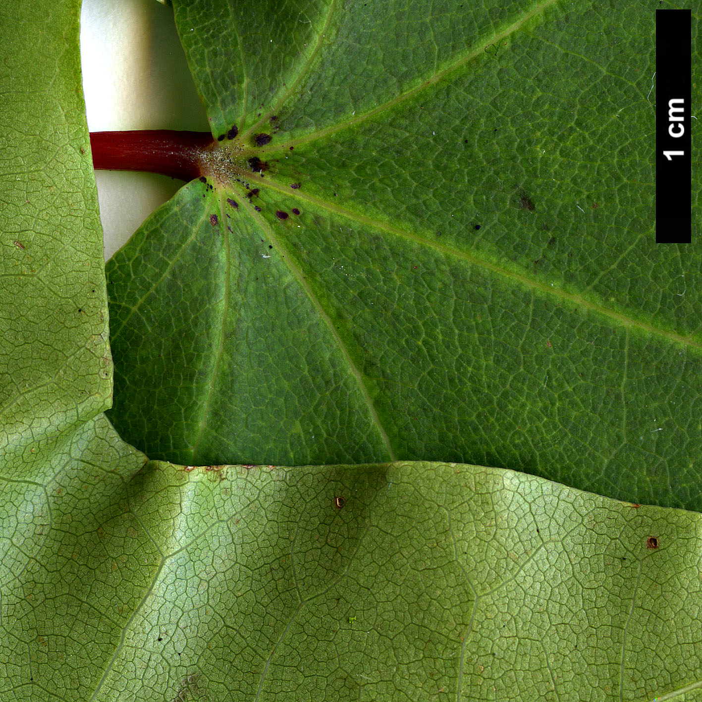 High resolution image: Family: Sapindaceae - Genus: Acer - Taxon: pictum