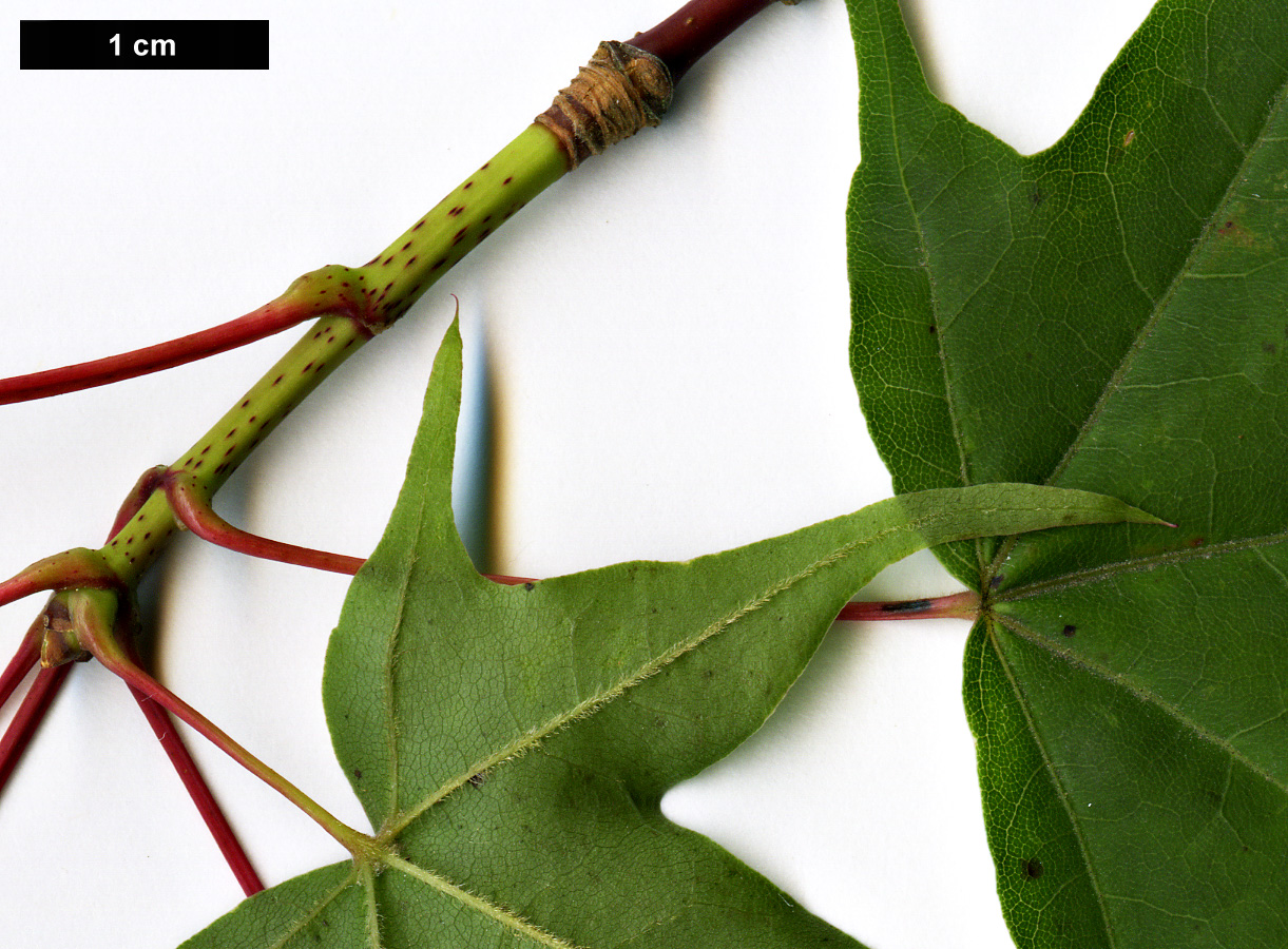 High resolution image: Family: Sapindaceae - Genus: Acer - Taxon: pictum