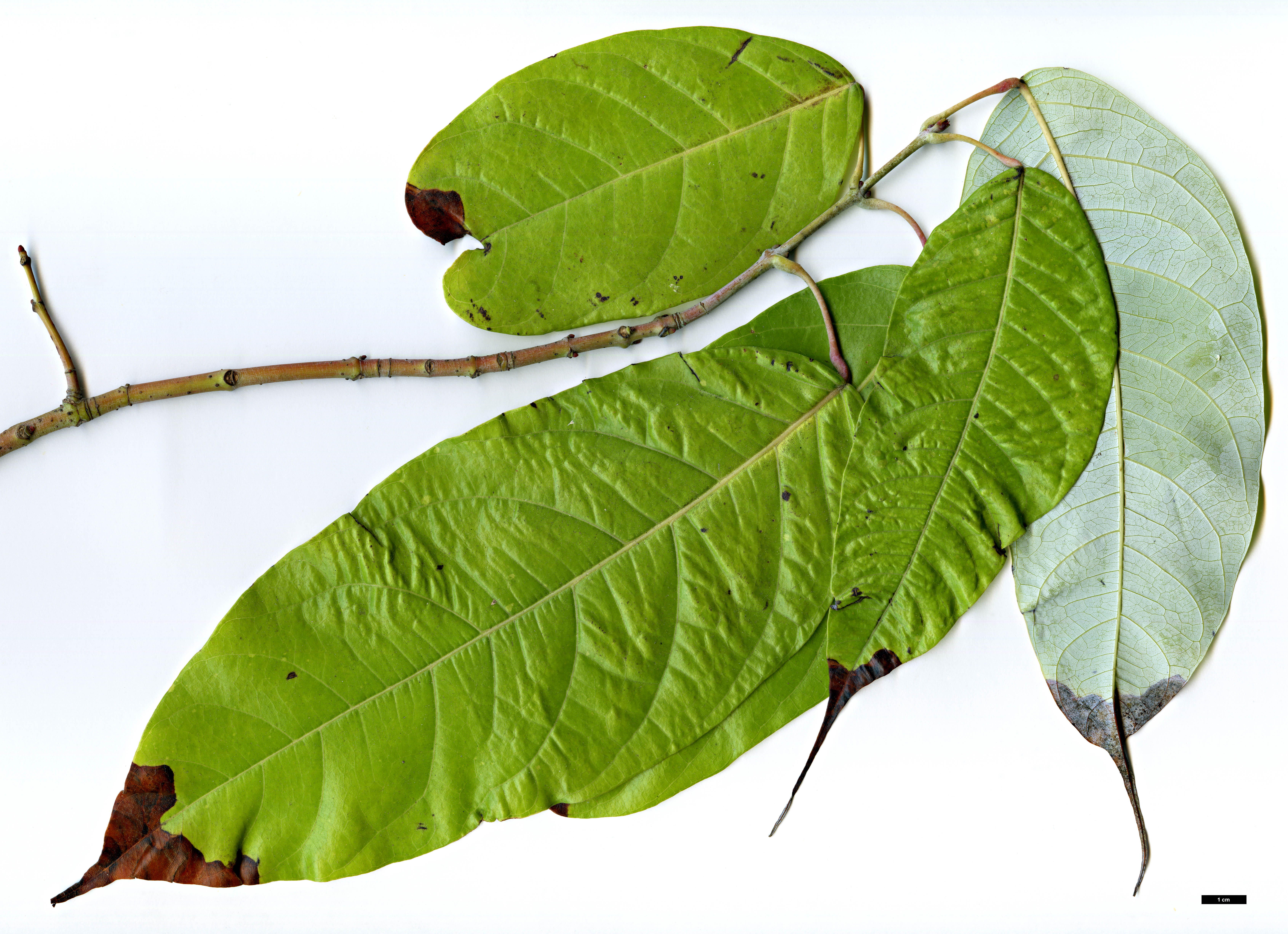 High resolution image: Family: Sapindaceae - Genus: Acer - Taxon: pinnatinervium