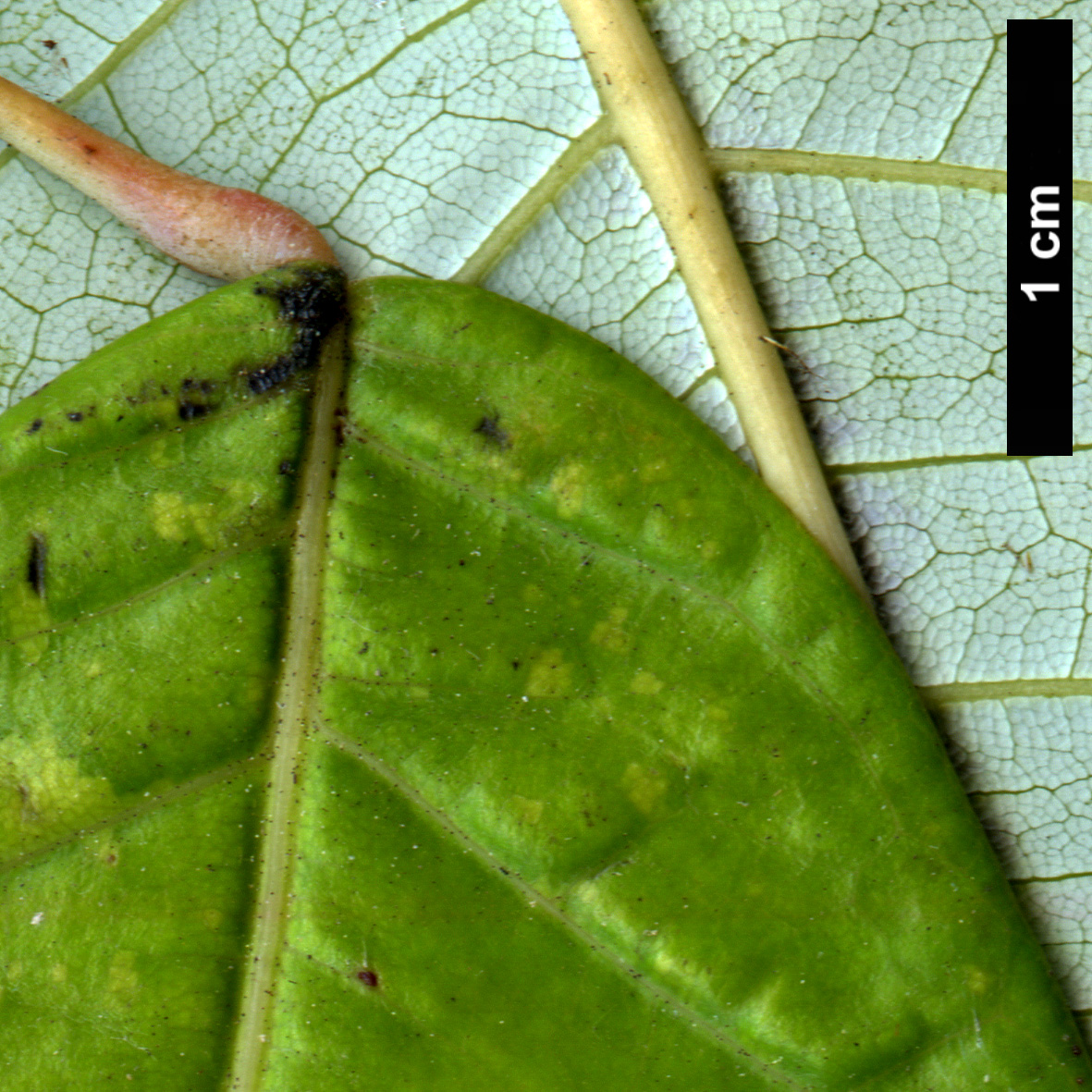 High resolution image: Family: Sapindaceae - Genus: Acer - Taxon: pinnatinervium