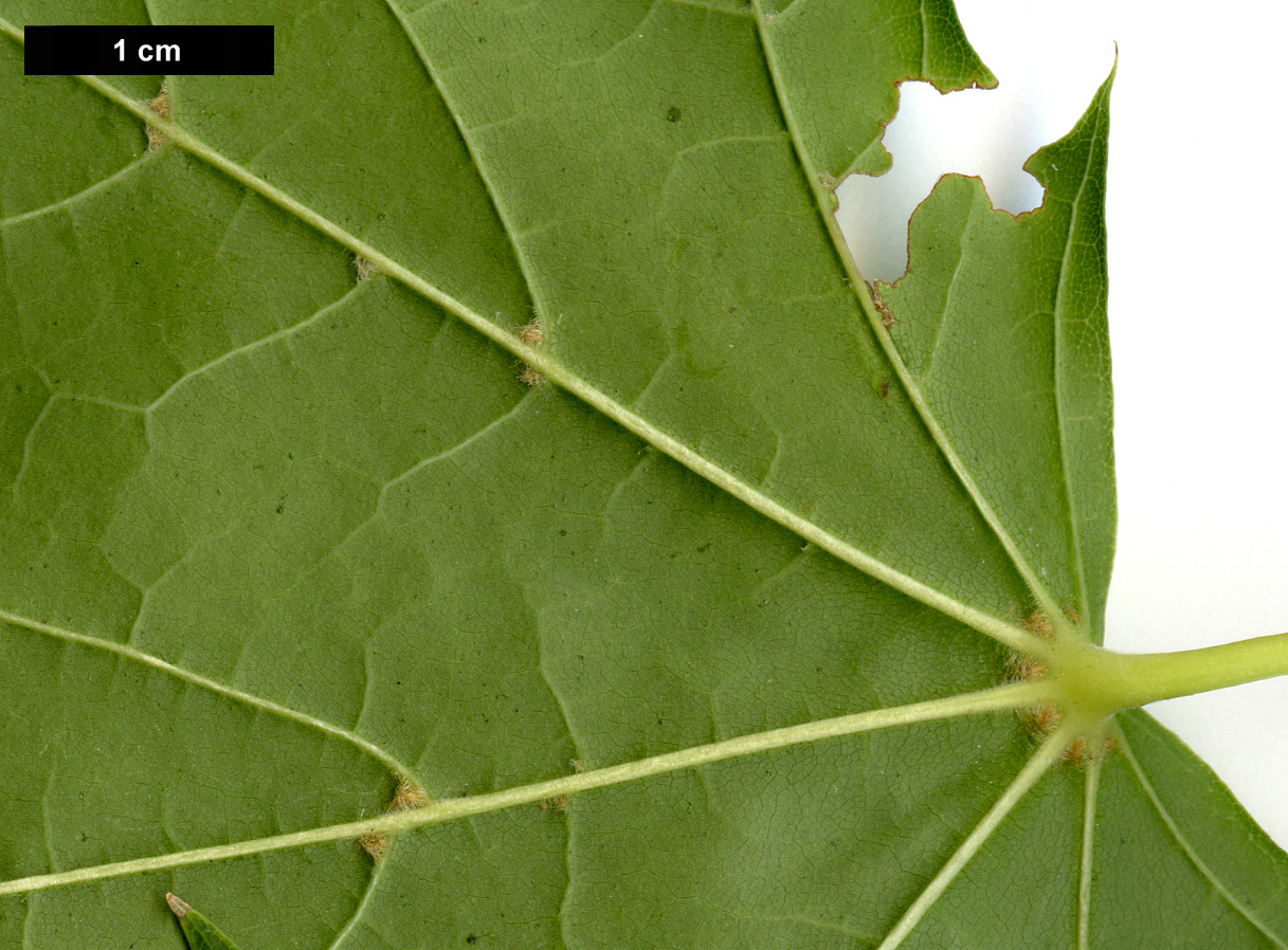 High resolution image: Family: Sapindaceae - Genus: Acer - Taxon: platanoides