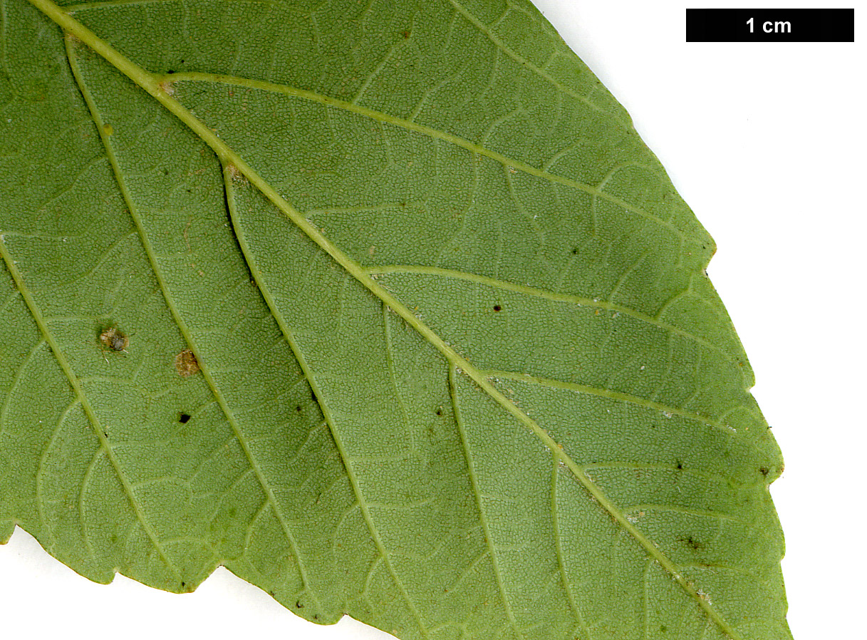 High resolution image: Family: Sapindaceae - Genus: Acer - Taxon: pseudoplatanus