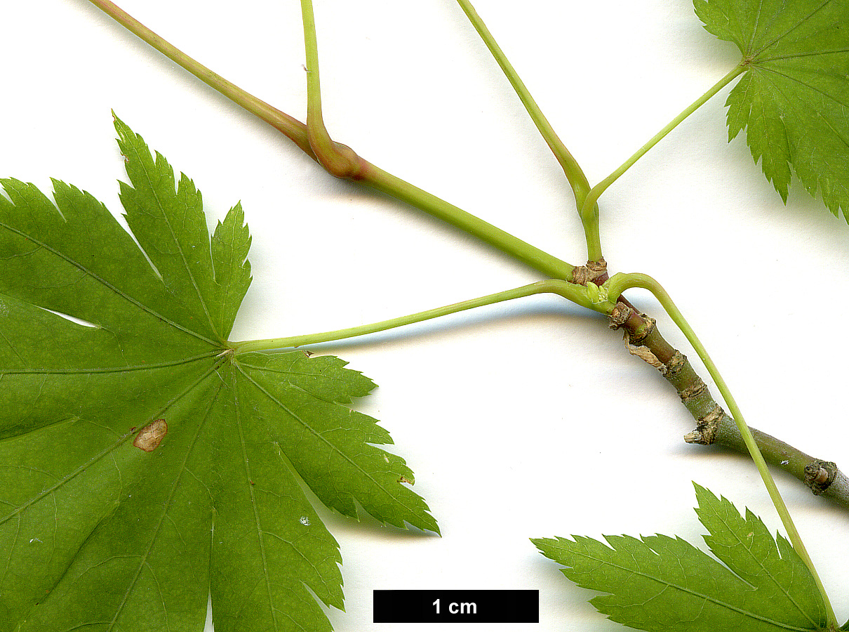 High resolution image: Family: Sapindaceae - Genus: Acer - Taxon: pseudosieboldianum