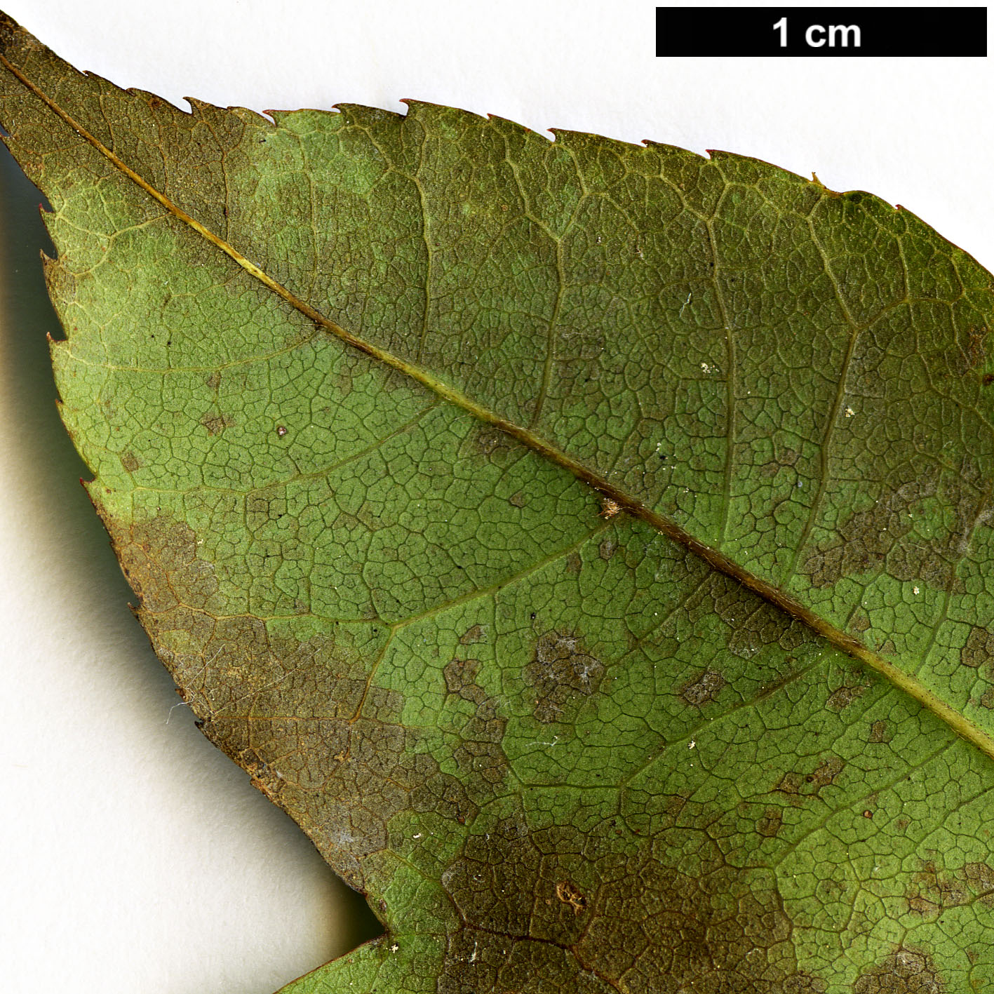 High resolution image: Family: Sapindaceae - Genus: Acer - Taxon: pubinerve