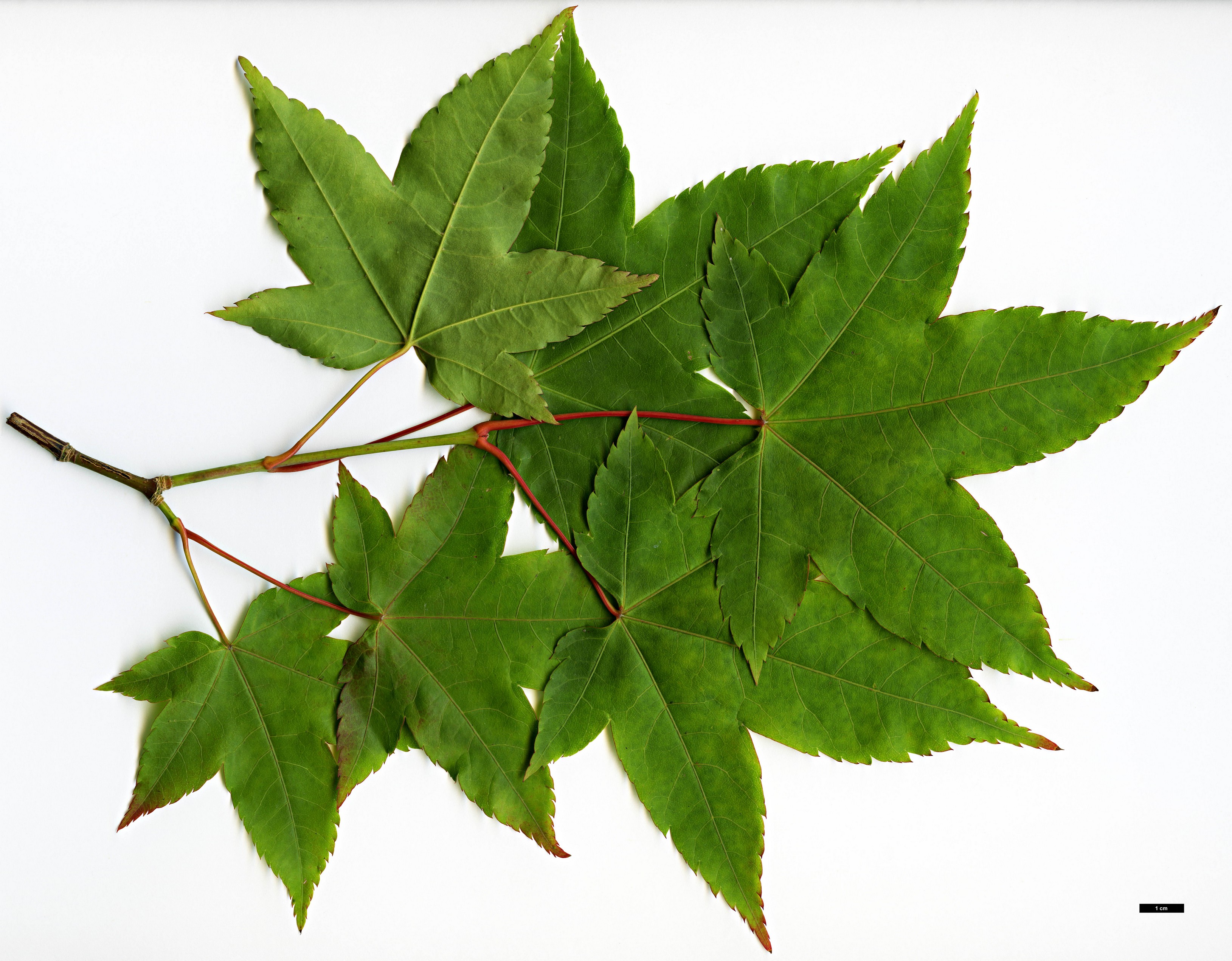 High resolution image: Family: Sapindaceae - Genus: Acer - Taxon: pubinerve - SpeciesSub: hybrid