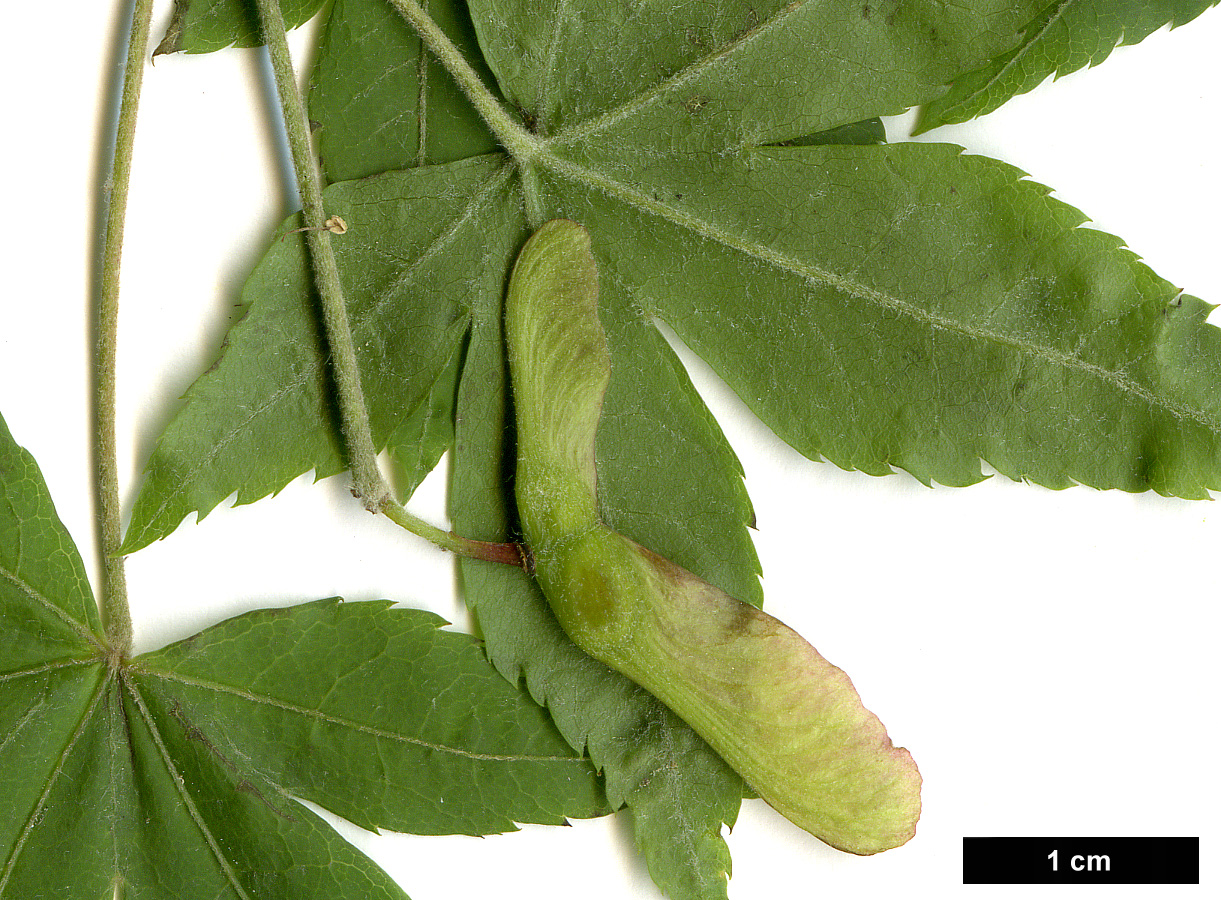 High resolution image: Family: Sapindaceae - Genus: Acer - Taxon: pubipalmatum