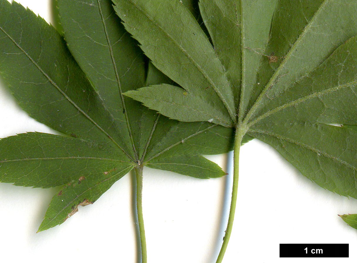 High resolution image: Family: Sapindaceae - Genus: Acer - Taxon: pubipalmatum