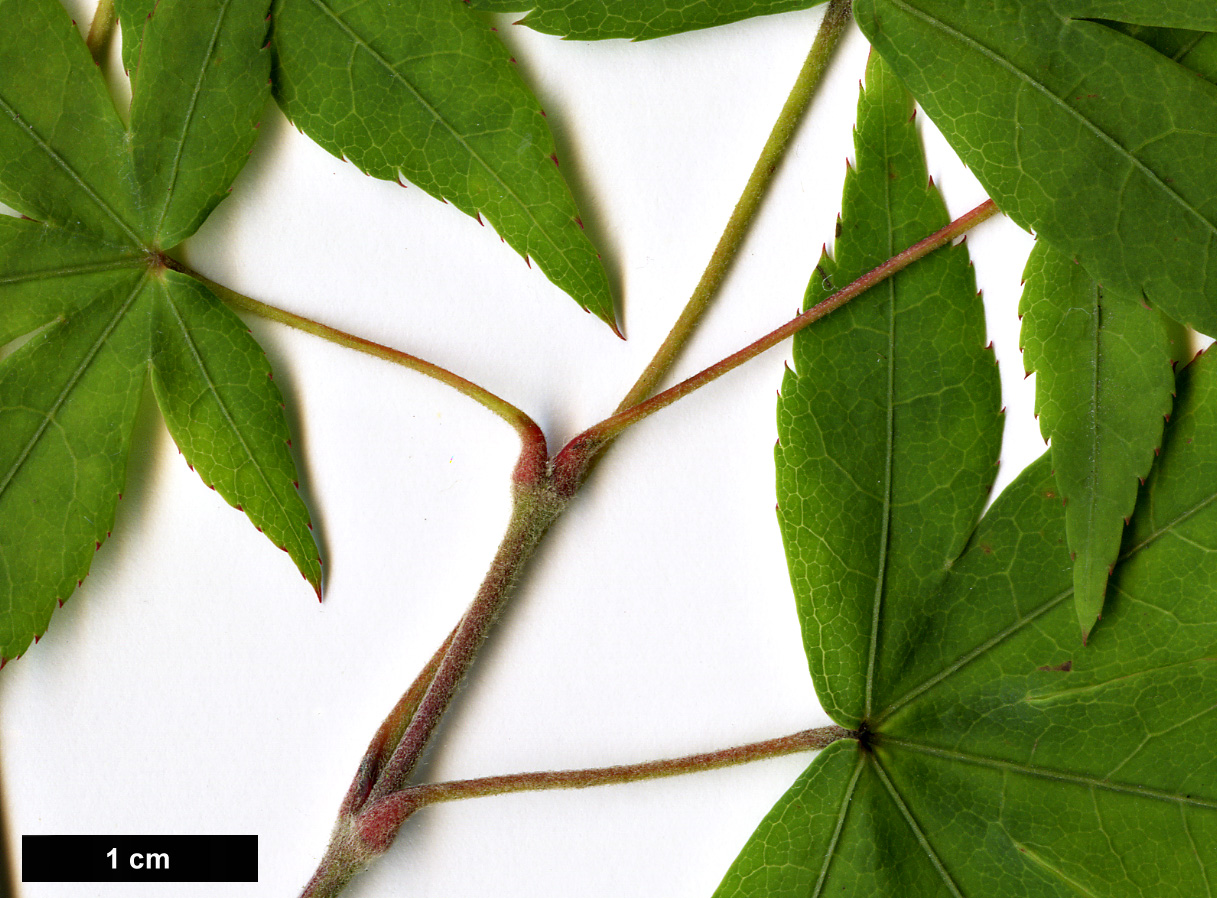 High resolution image: Family: Sapindaceae - Genus: Acer - Taxon: pubipalmatum