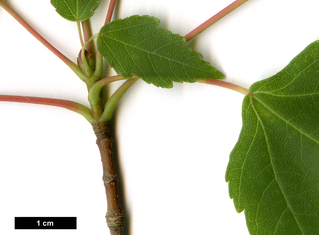 High resolution image: Family: Sapindaceae - Genus: Acer - Taxon: pycnanthum