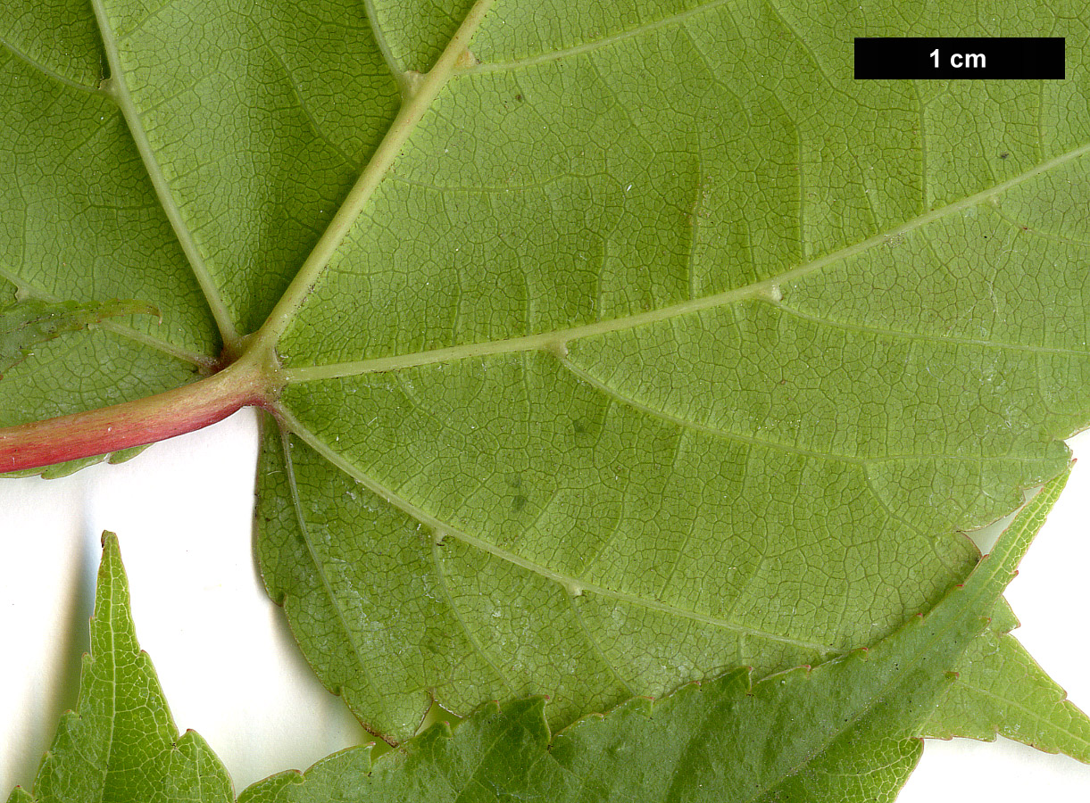 High resolution image: Family: Sapindaceae - Genus: Acer - Taxon: rubescens