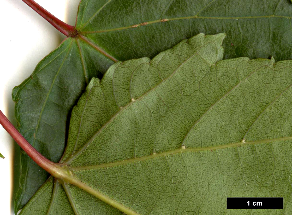 High resolution image: Family: Sapindaceae - Genus: Acer - Taxon: rubescens