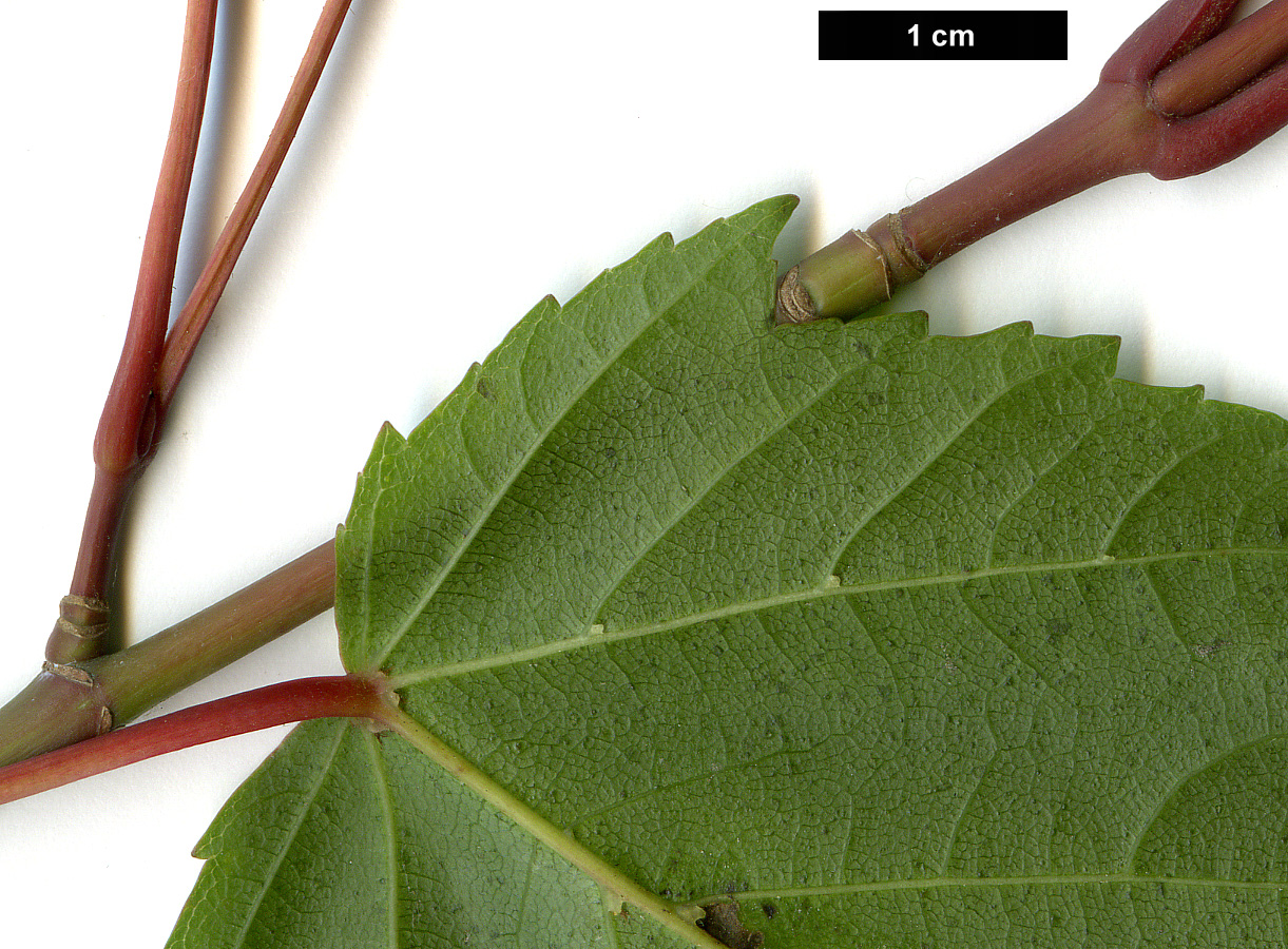 High resolution image: Family: Sapindaceae - Genus: Acer - Taxon: rubescens