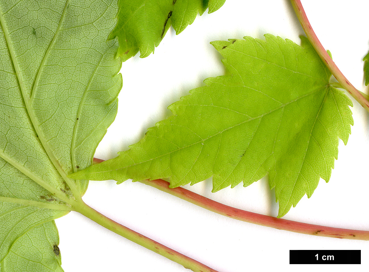 High resolution image: Family: Sapindaceae - Genus: Acer - Taxon: rubrum