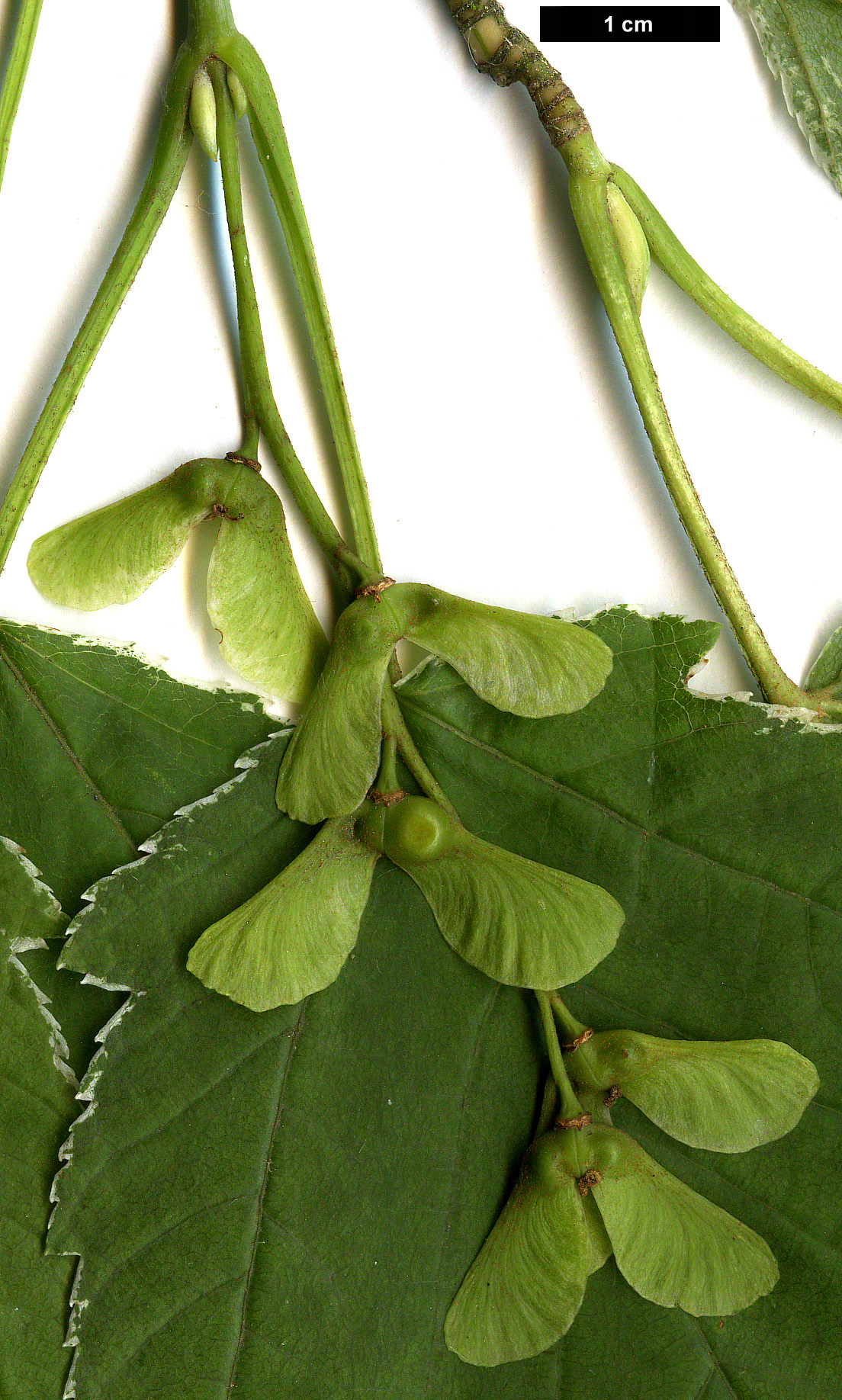 High resolution image: Family: Sapindaceae - Genus: Acer - Taxon: rufinerve - SpeciesSub: 'Albolimbatum'