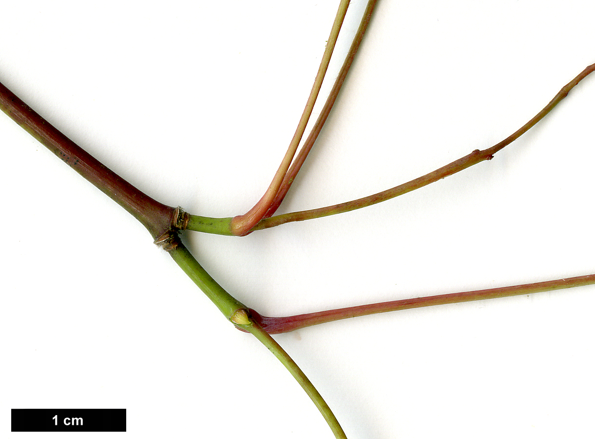 High resolution image: Family: Sapindaceae - Genus: Acer - Taxon: schneiderianum