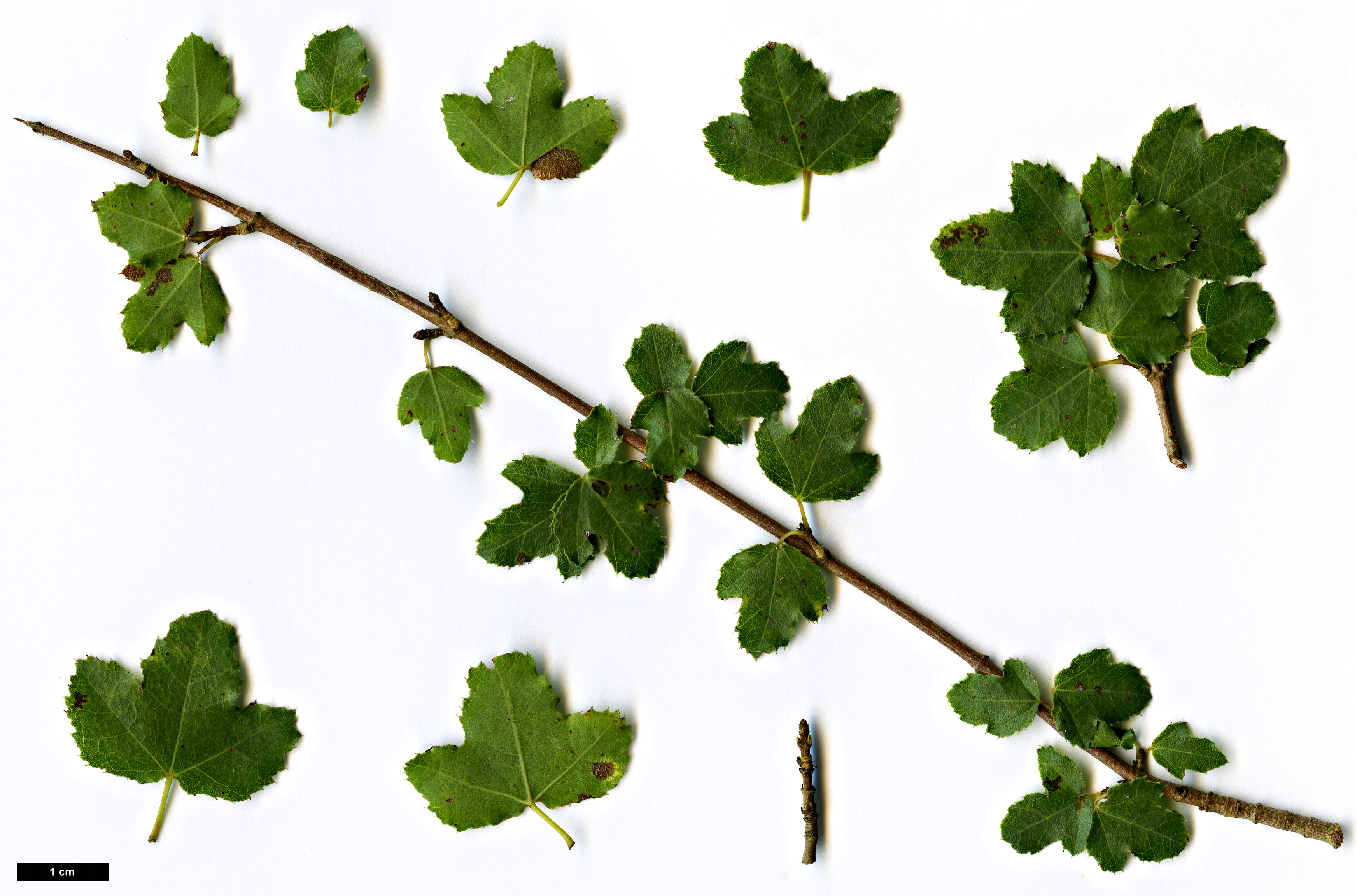 High resolution image: Family: Sapindaceae - Genus: Acer - Taxon: sempervirens