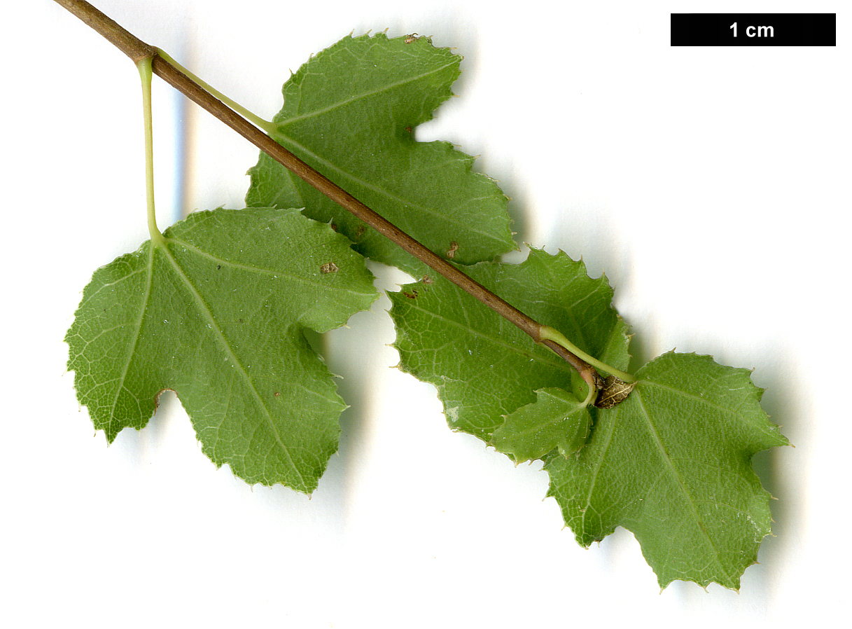 High resolution image: Family: Sapindaceae - Genus: Acer - Taxon: sempervirens