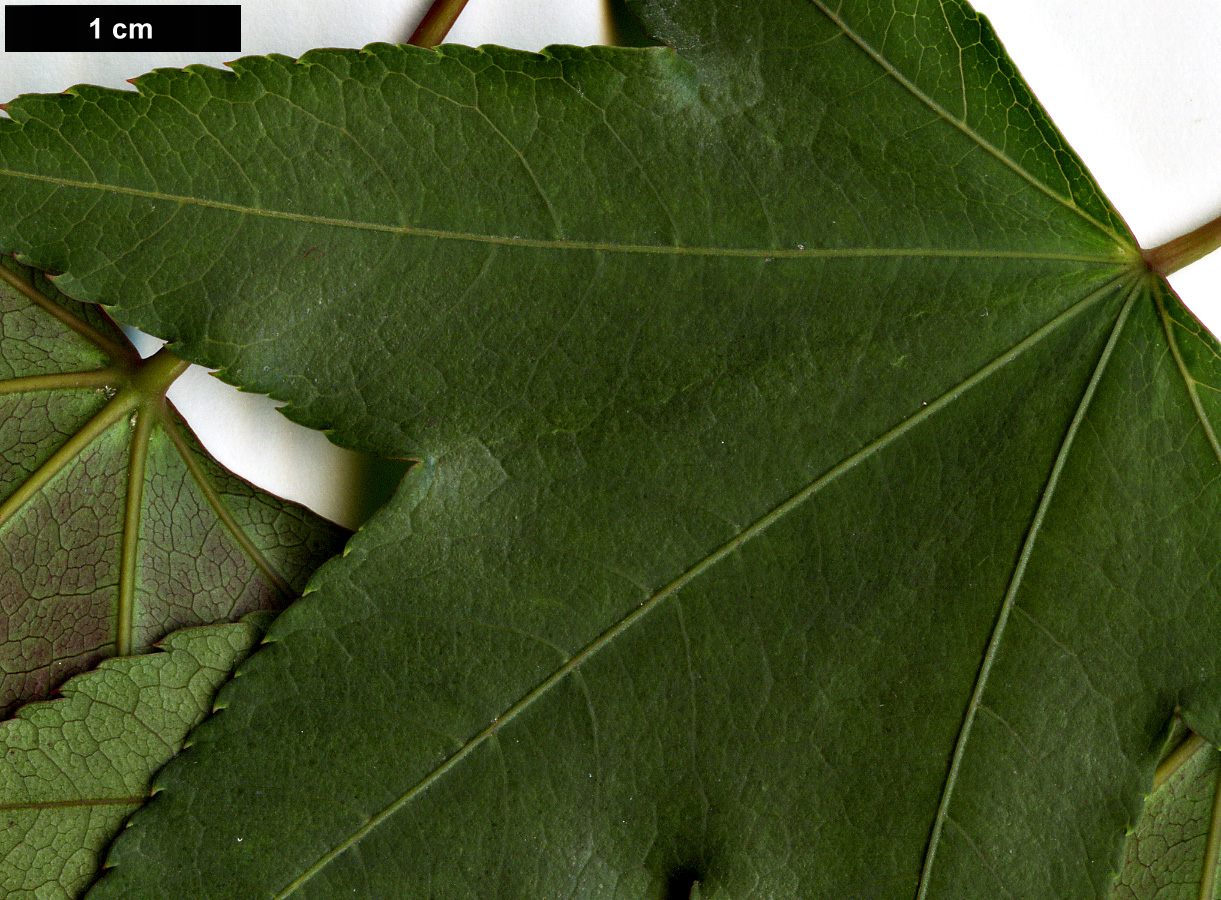 High resolution image: Family: Sapindaceae - Genus: Acer - Taxon: serrulatum