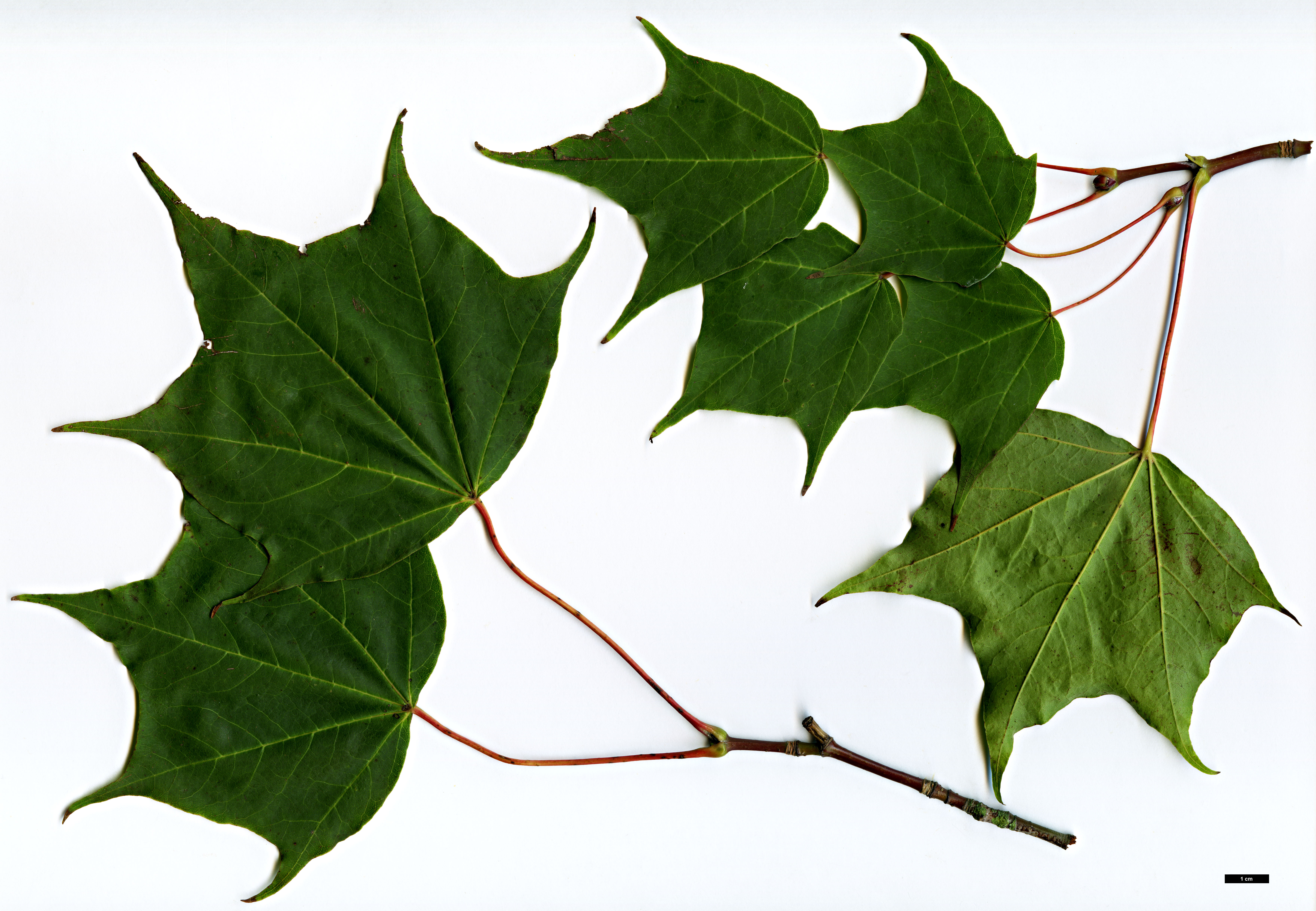 High resolution image: Family: Sapindaceae - Genus: Acer - Taxon: shenkanense