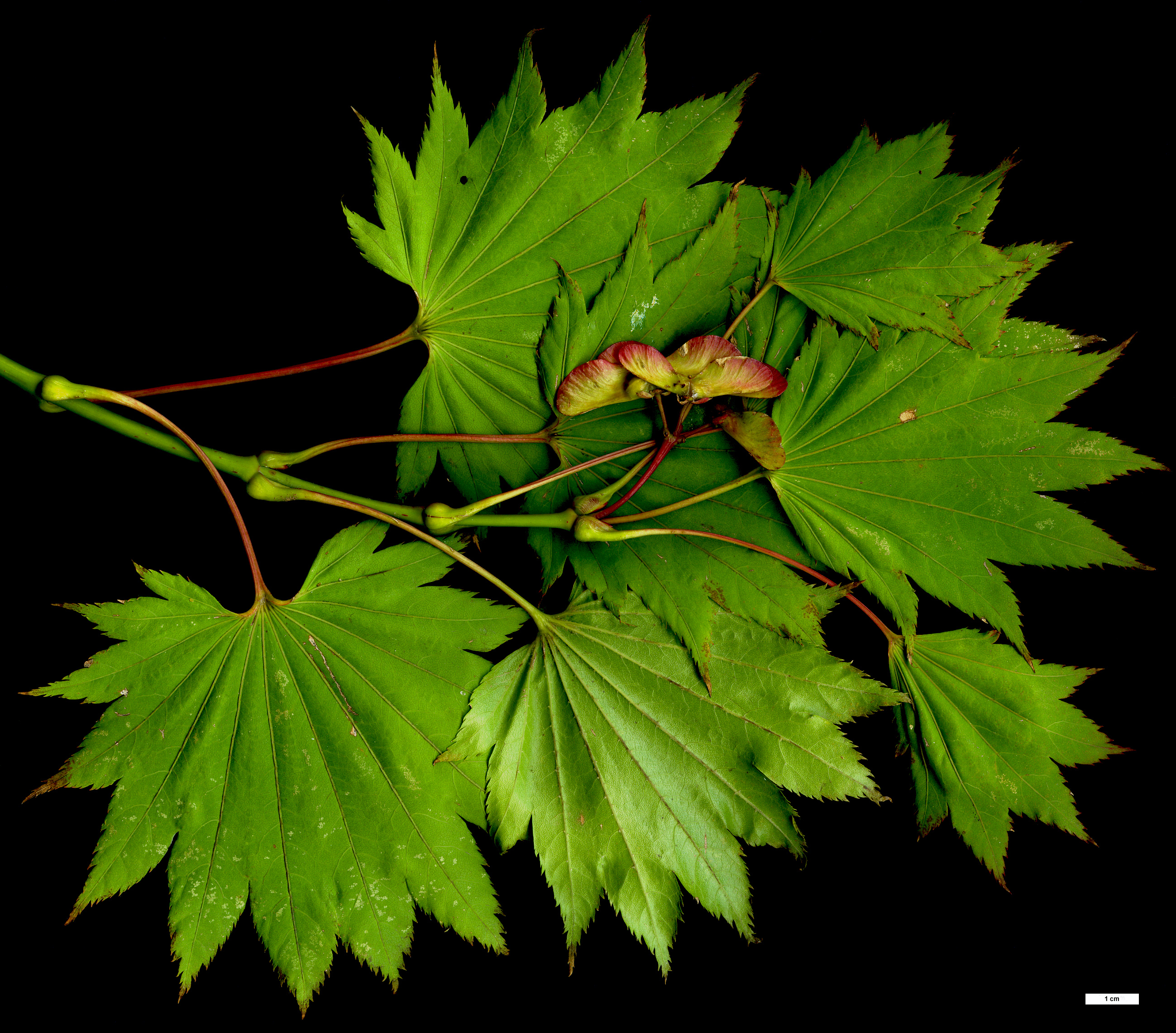 High resolution image: Family: Sapindaceae - Genus: Acer - Taxon: shirasawanum - SpeciesSub: 'Aureum'