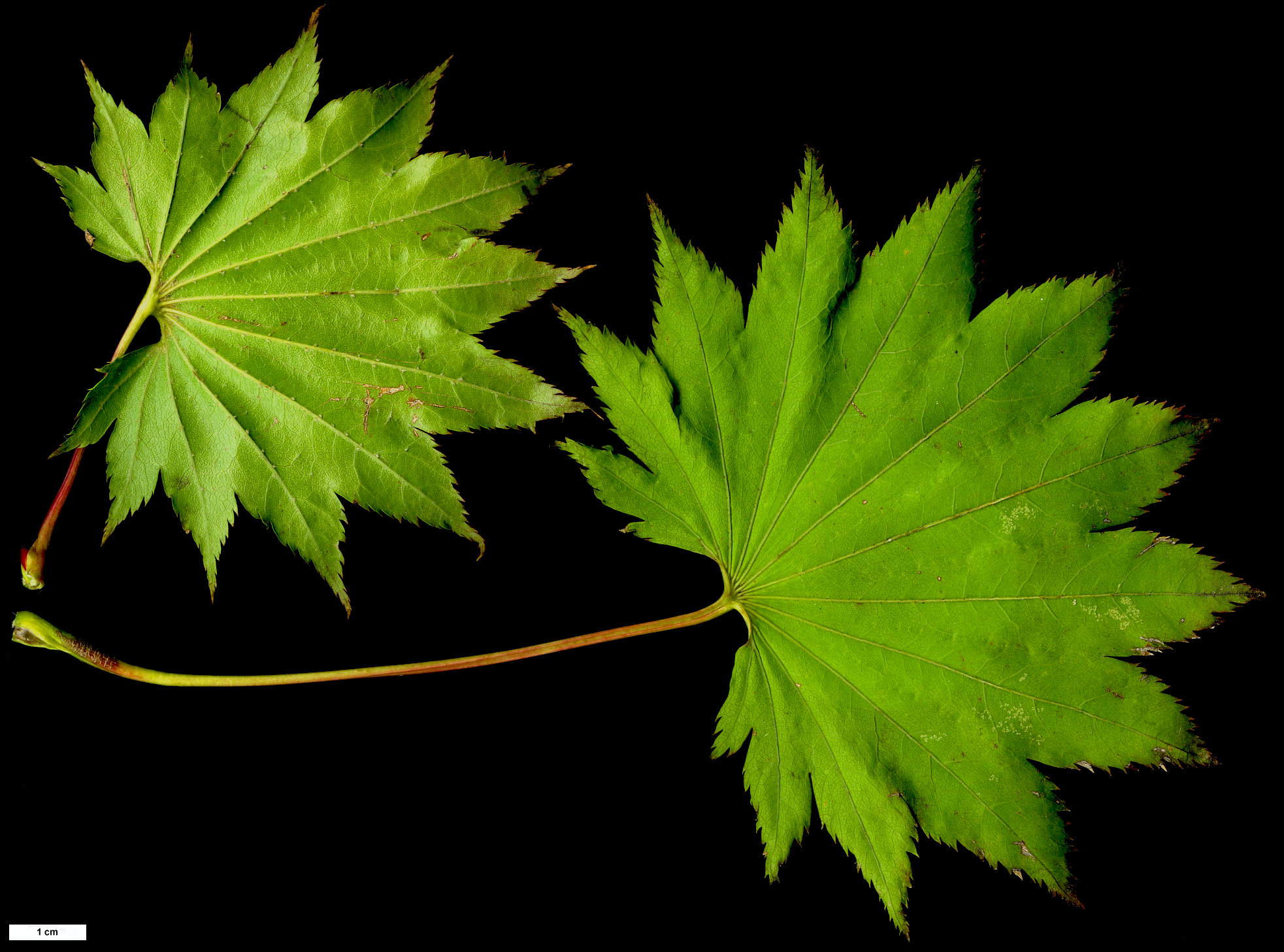 High resolution image: Family: Sapindaceae - Genus: Acer - Taxon: shirasawanum - SpeciesSub: 'Aureum'