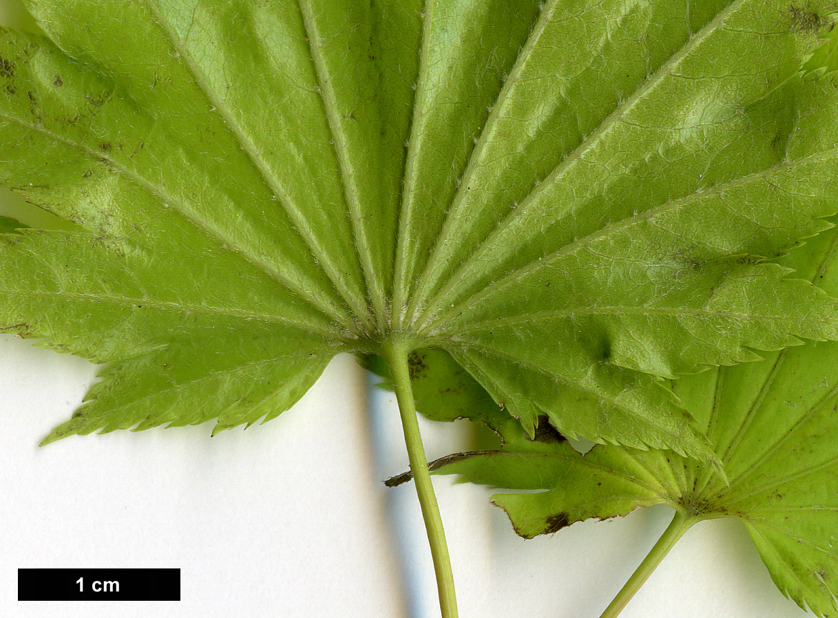 High resolution image: Family: Sapindaceae - Genus: Acer - Taxon: shirasawanum - SpeciesSub: 'Aureum'