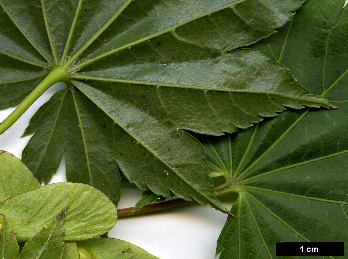 High resolution image: Family: Sapindaceae - Genus: Acer - Taxon: shirasawanum