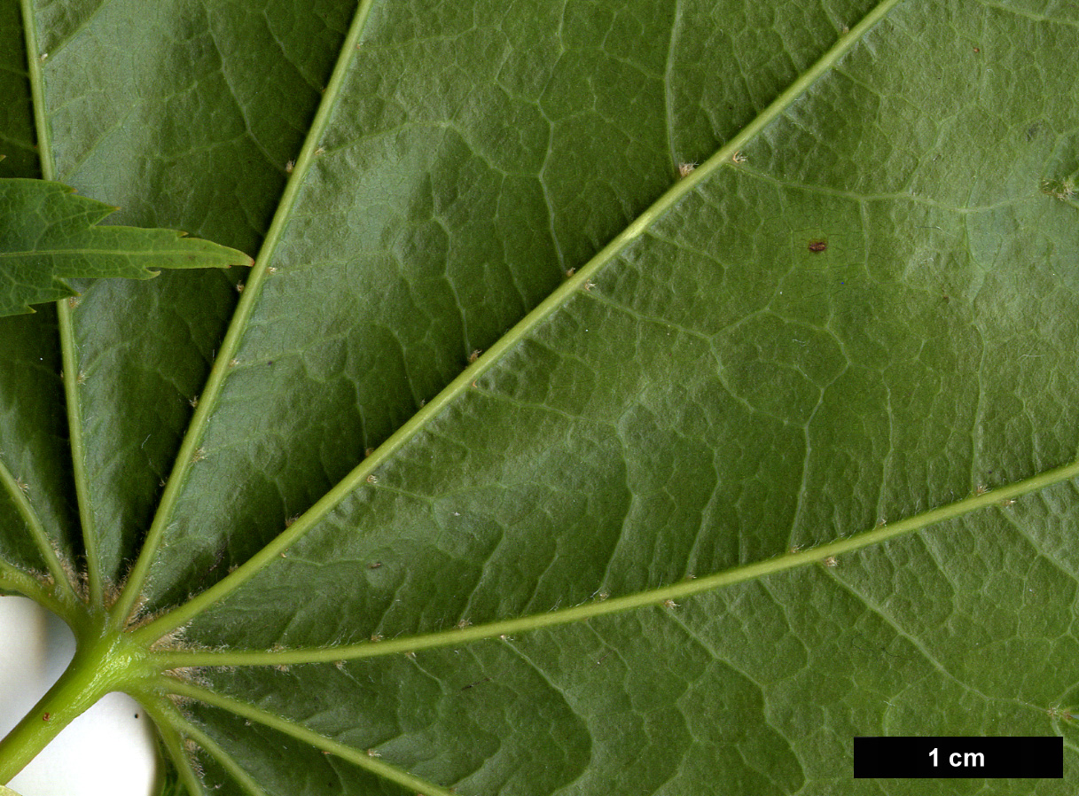 High resolution image: Family: Sapindaceae - Genus: Acer - Taxon: shirasawanum