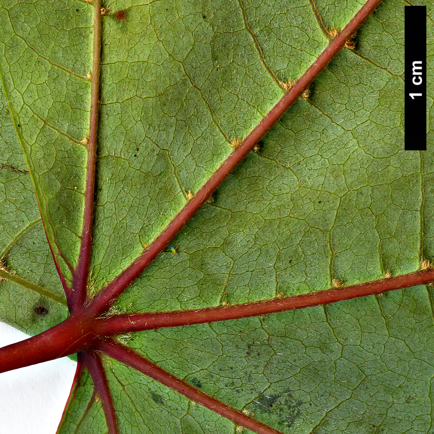 High resolution image: Family: Sapindaceae - Genus: Acer - Taxon: sinense