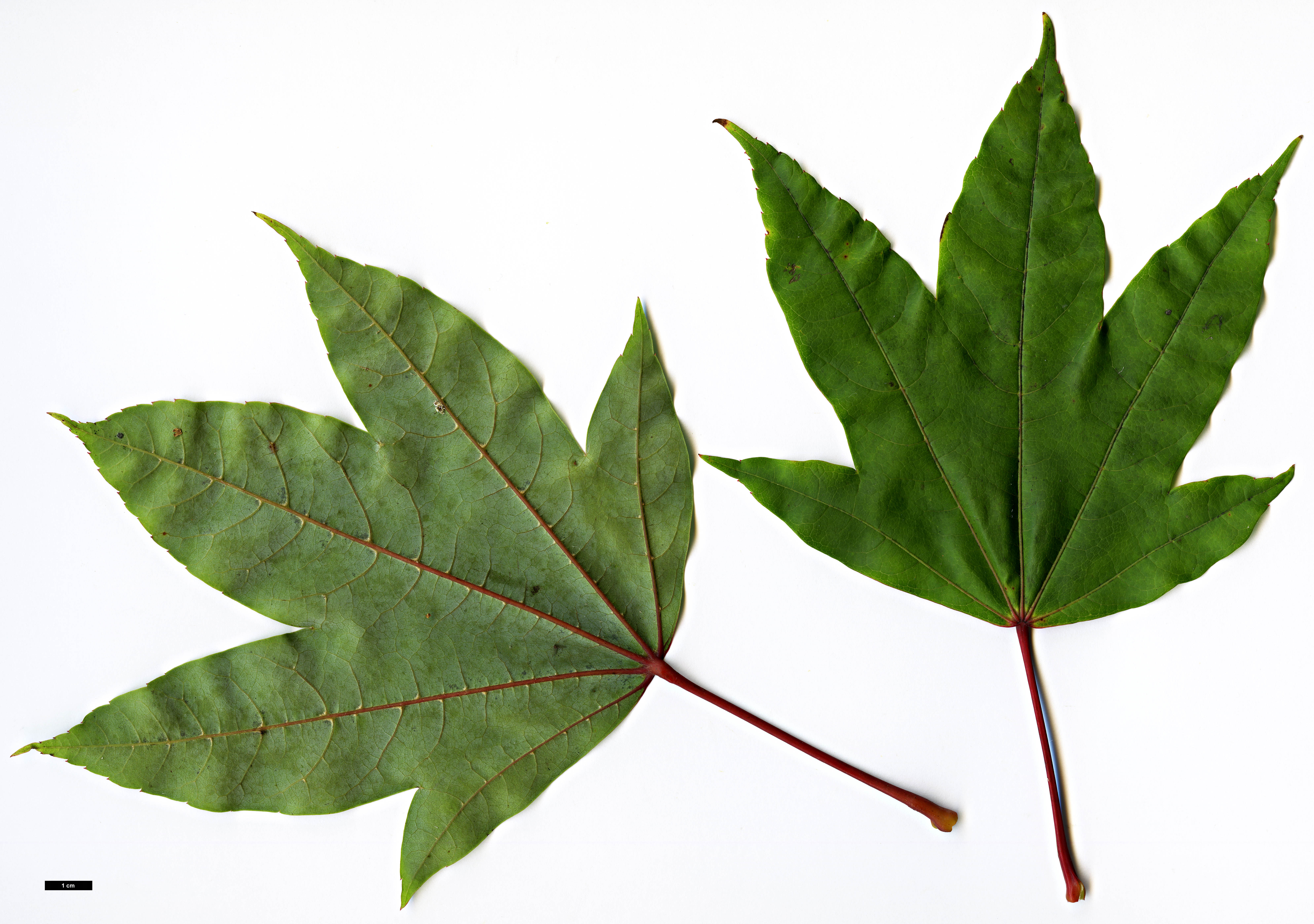 High resolution image: Family: Sapindaceae - Genus: Acer - Taxon: sinense