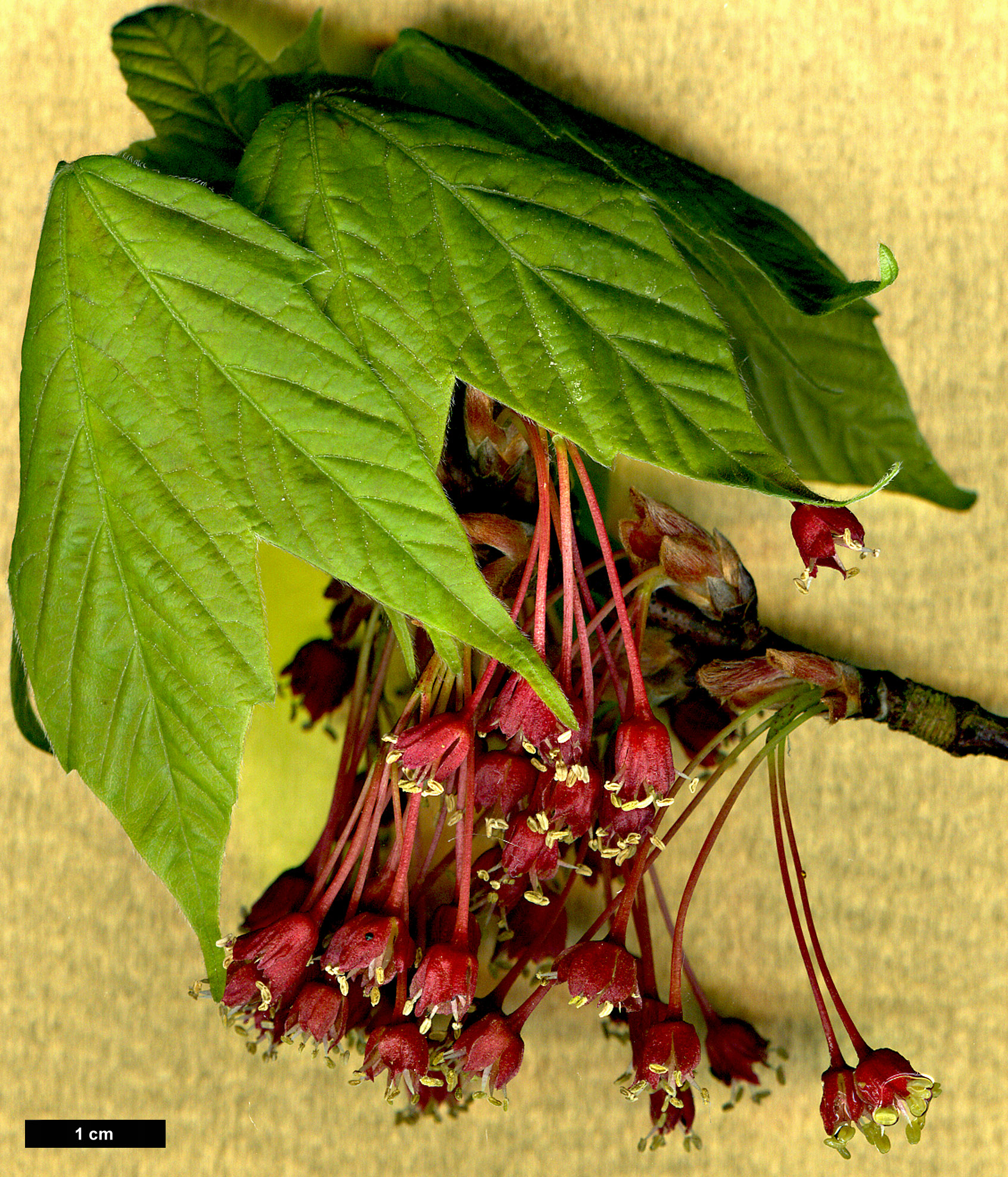 High resolution image: Family: Sapindaceae - Genus: Acer - Taxon: sinopurpurascens