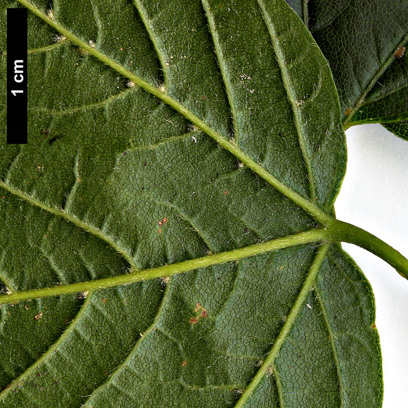 High resolution image: Family: Sapindaceae - Genus: Acer - Taxon: sinopurpurascens