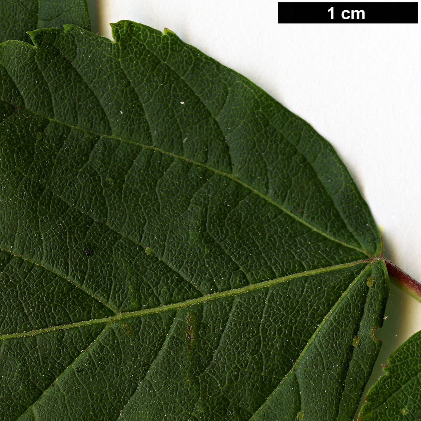 High resolution image: Family: Sapindaceae - Genus: Acer - Taxon: stachyophyllum