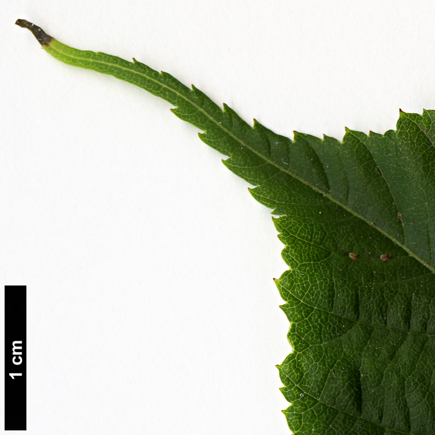 High resolution image: Family: Sapindaceae - Genus: Acer - Taxon: stachyophyllum