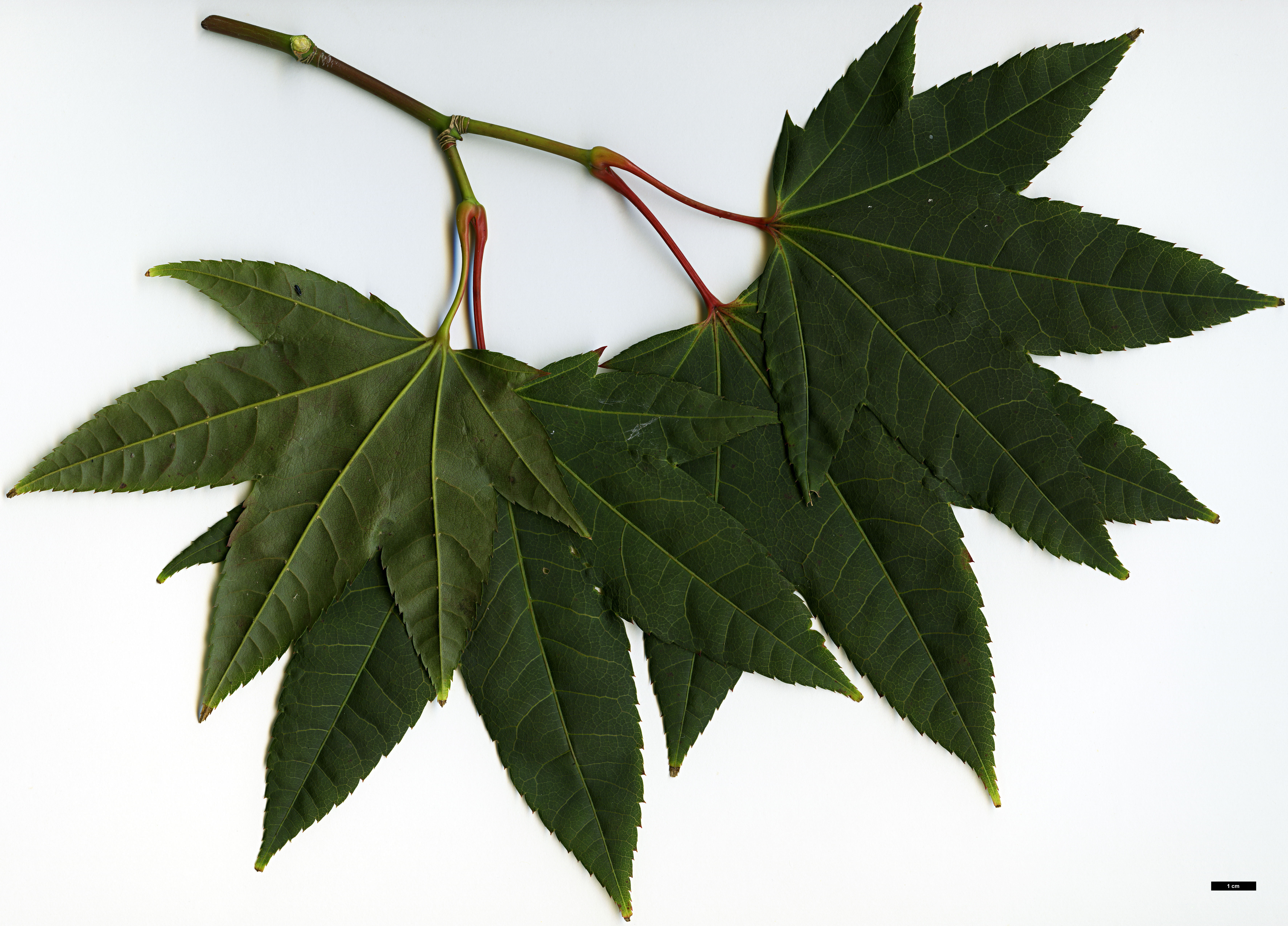 High resolution image: Family: Sapindaceae - Genus: Acer - Taxon: taiwanense