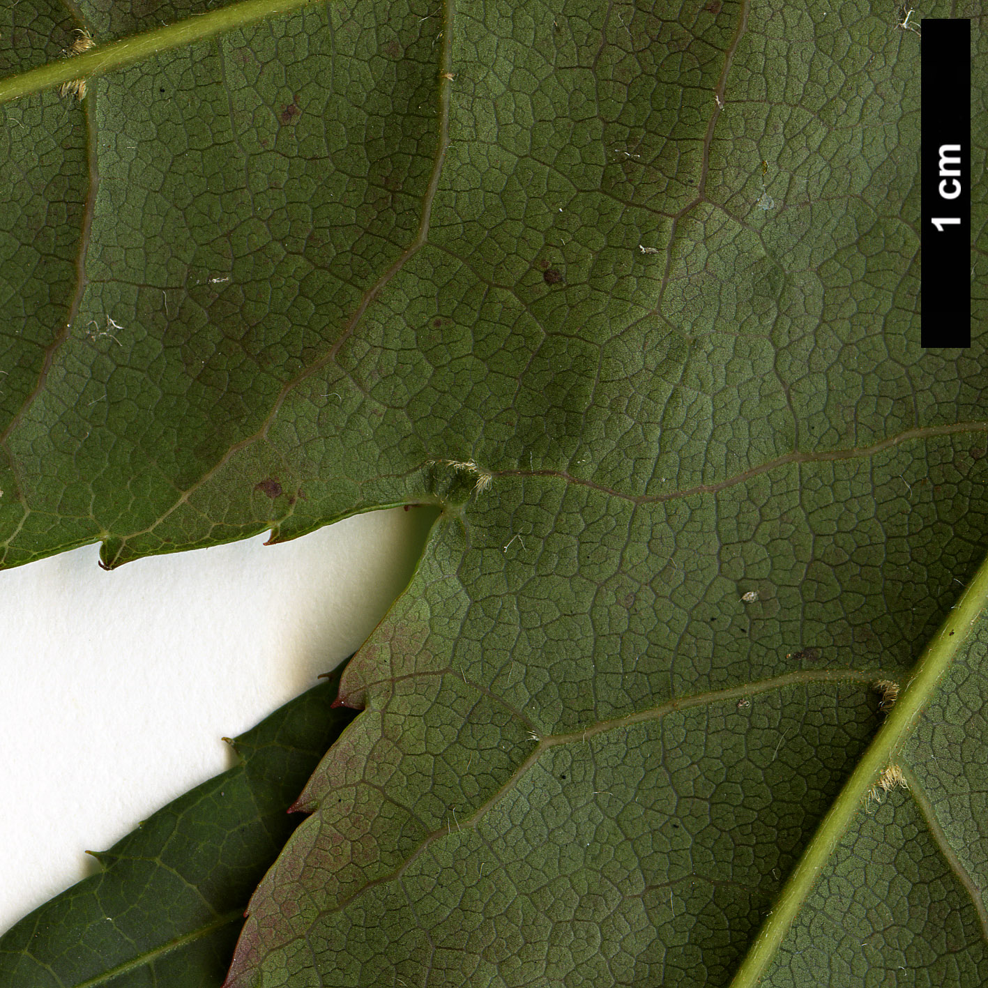 High resolution image: Family: Sapindaceae - Genus: Acer - Taxon: taiwanense