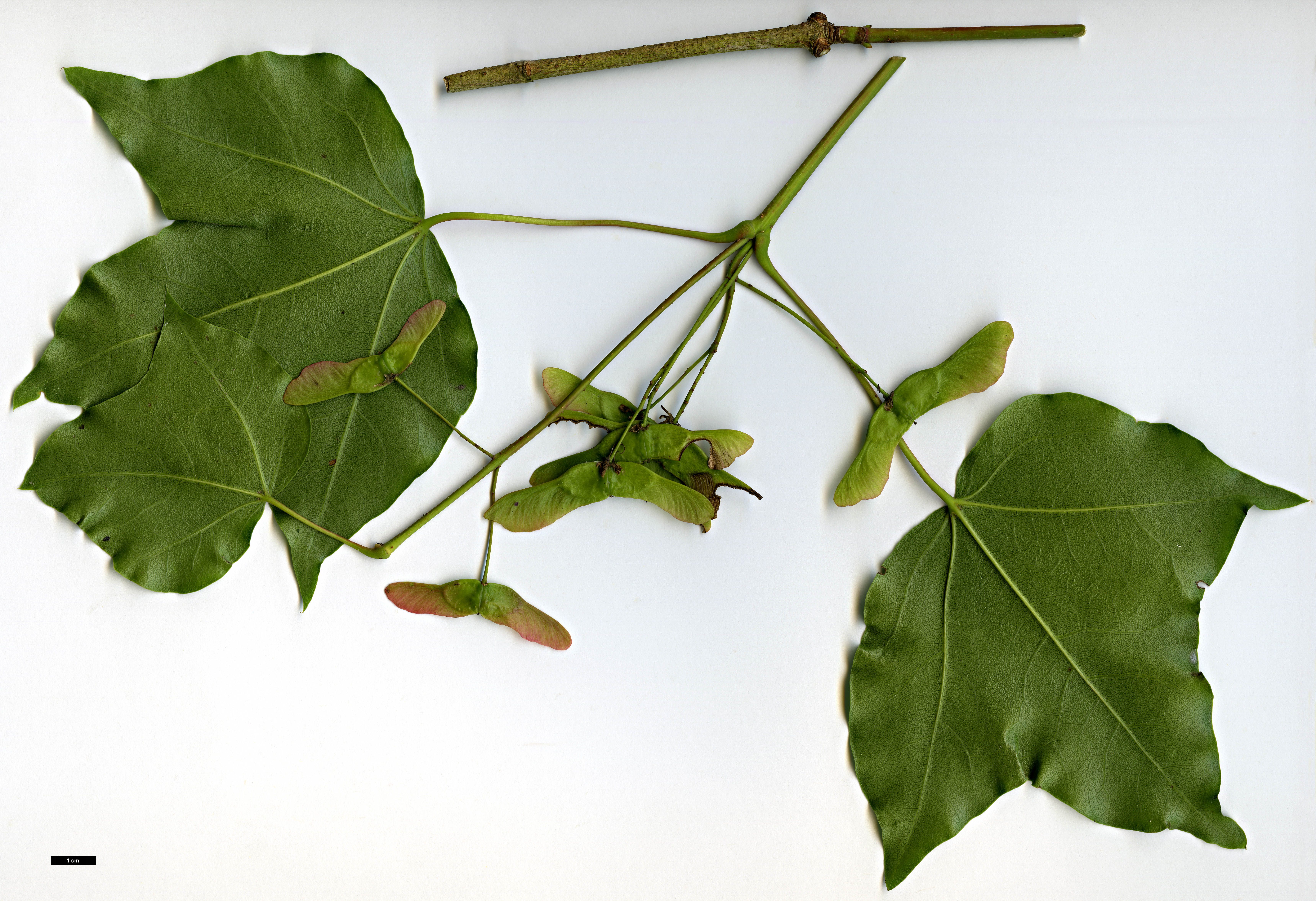 High resolution image: Family: Sapindaceae - Genus: Acer - Taxon: tenellum