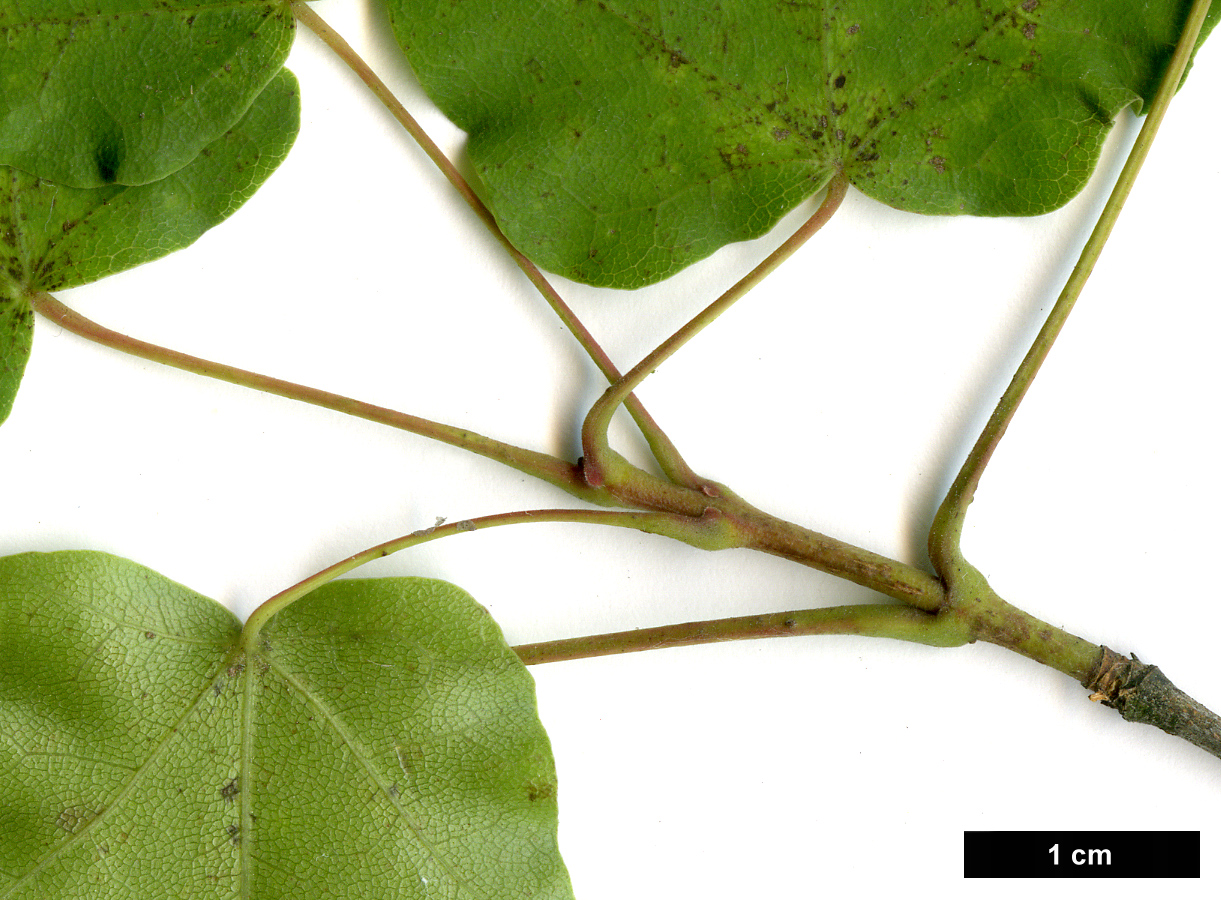 High resolution image: Family: Sapindaceae - Genus: Acer - Taxon: tenellum