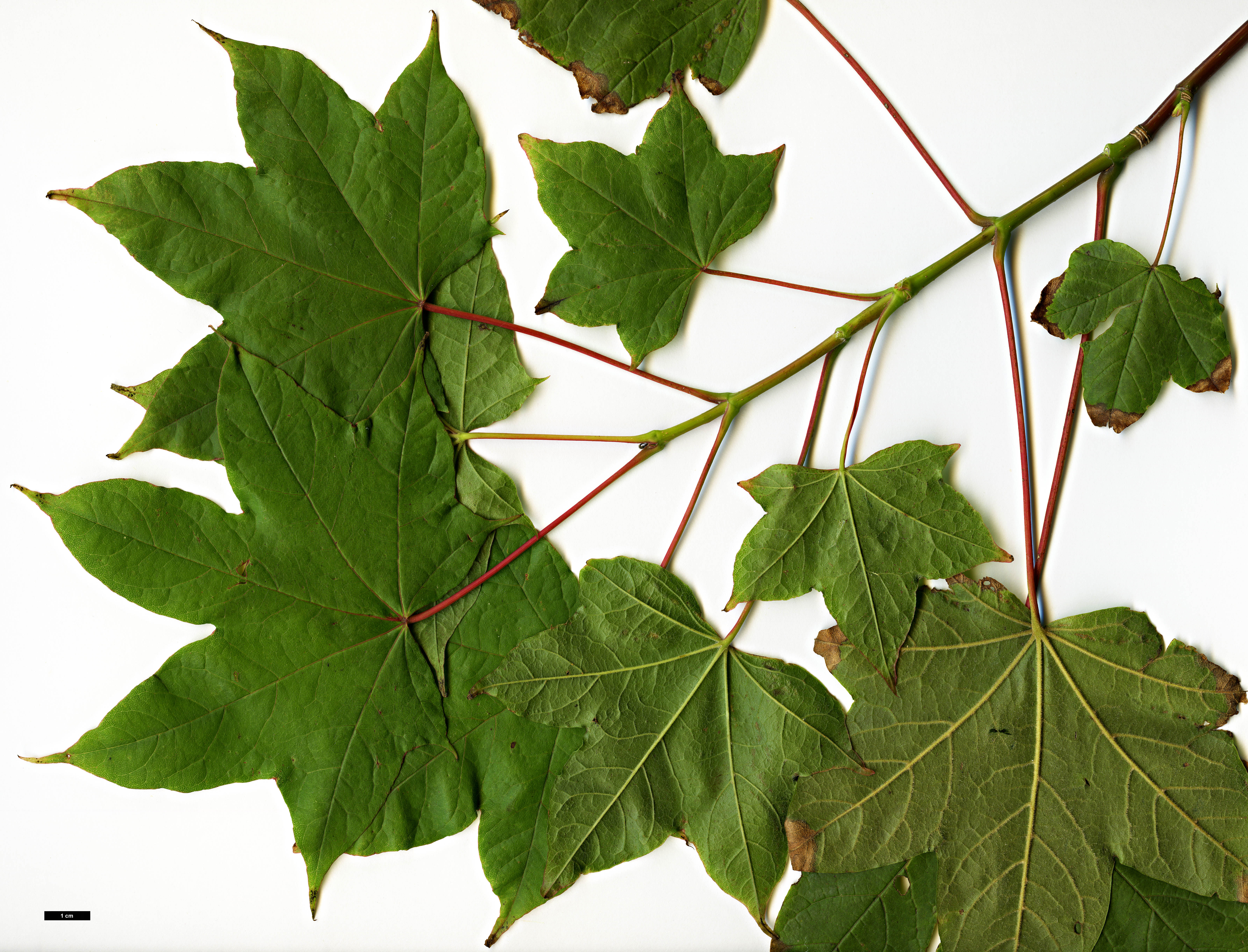 High resolution image: Family: Sapindaceae - Genus: Acer - Taxon: tibetense