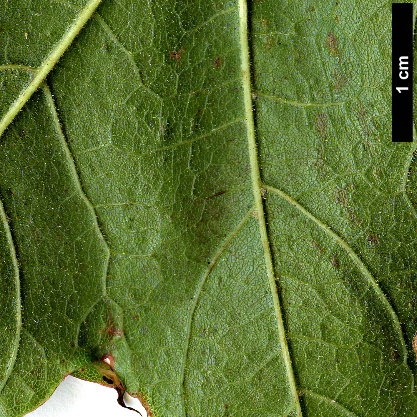 High resolution image: Family: Sapindaceae - Genus: Acer - Taxon: tibetense