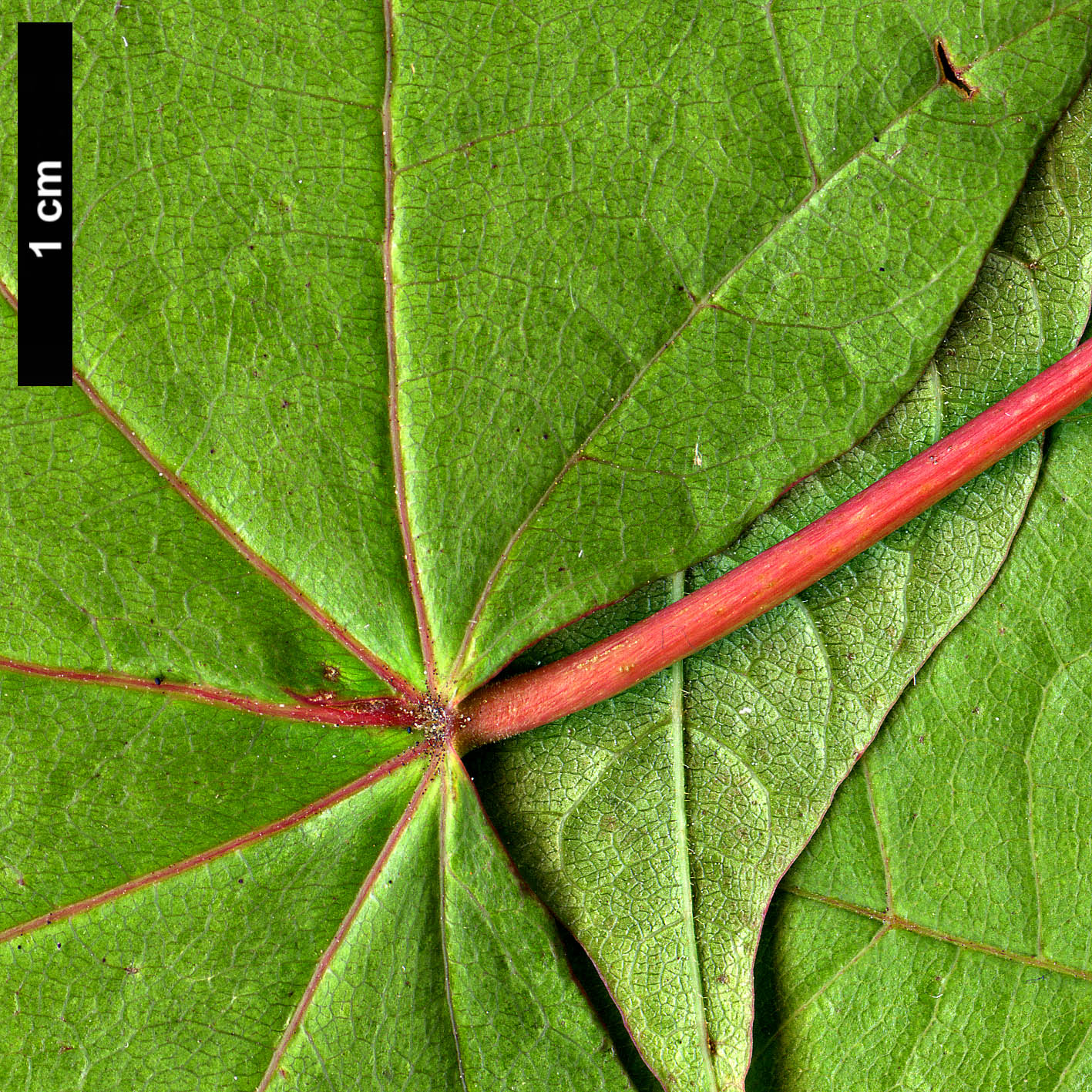 High resolution image: Family: Sapindaceae - Genus: Acer - Taxon: tibetense