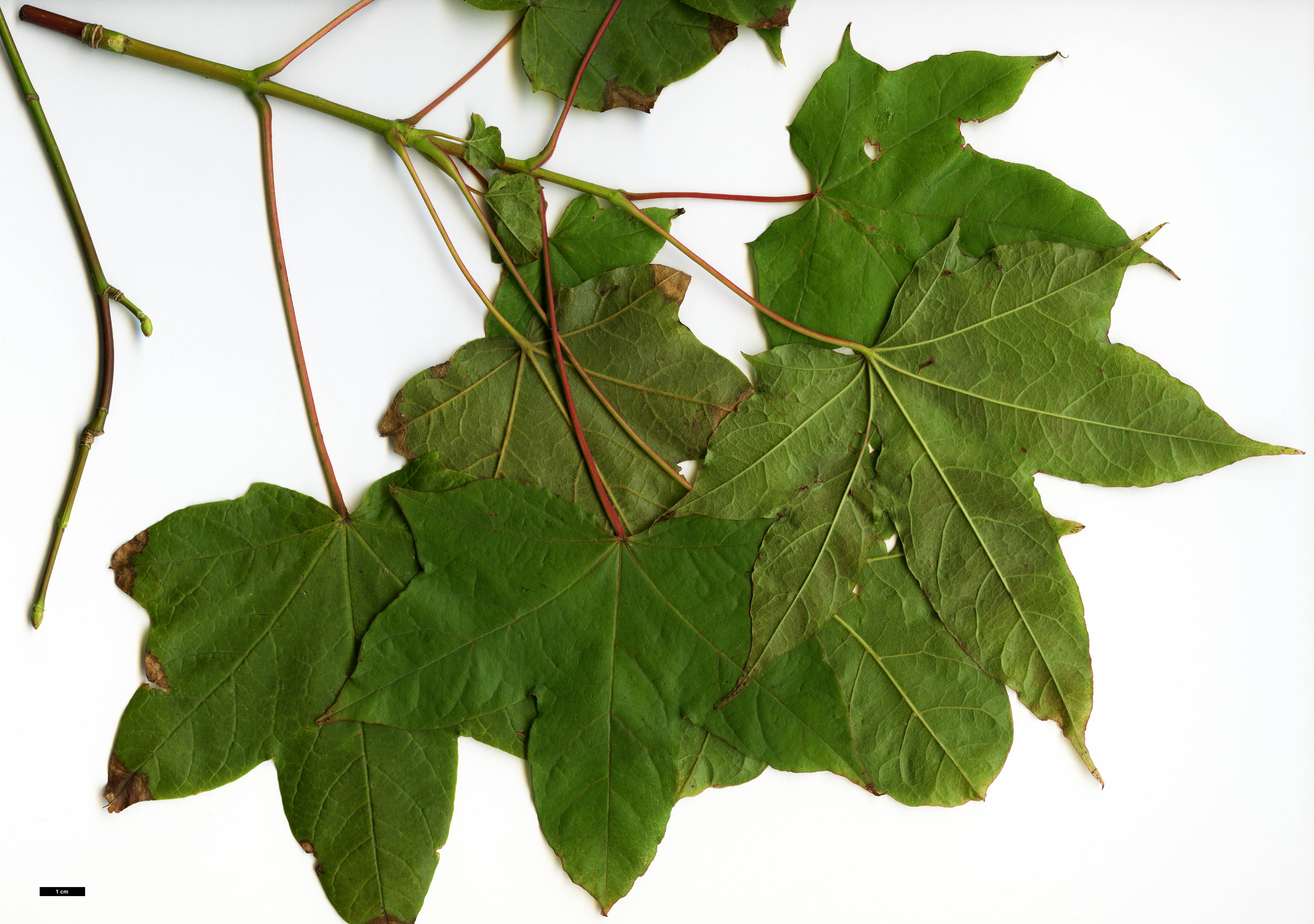 High resolution image: Family: Sapindaceae - Genus: Acer - Taxon: tibetense