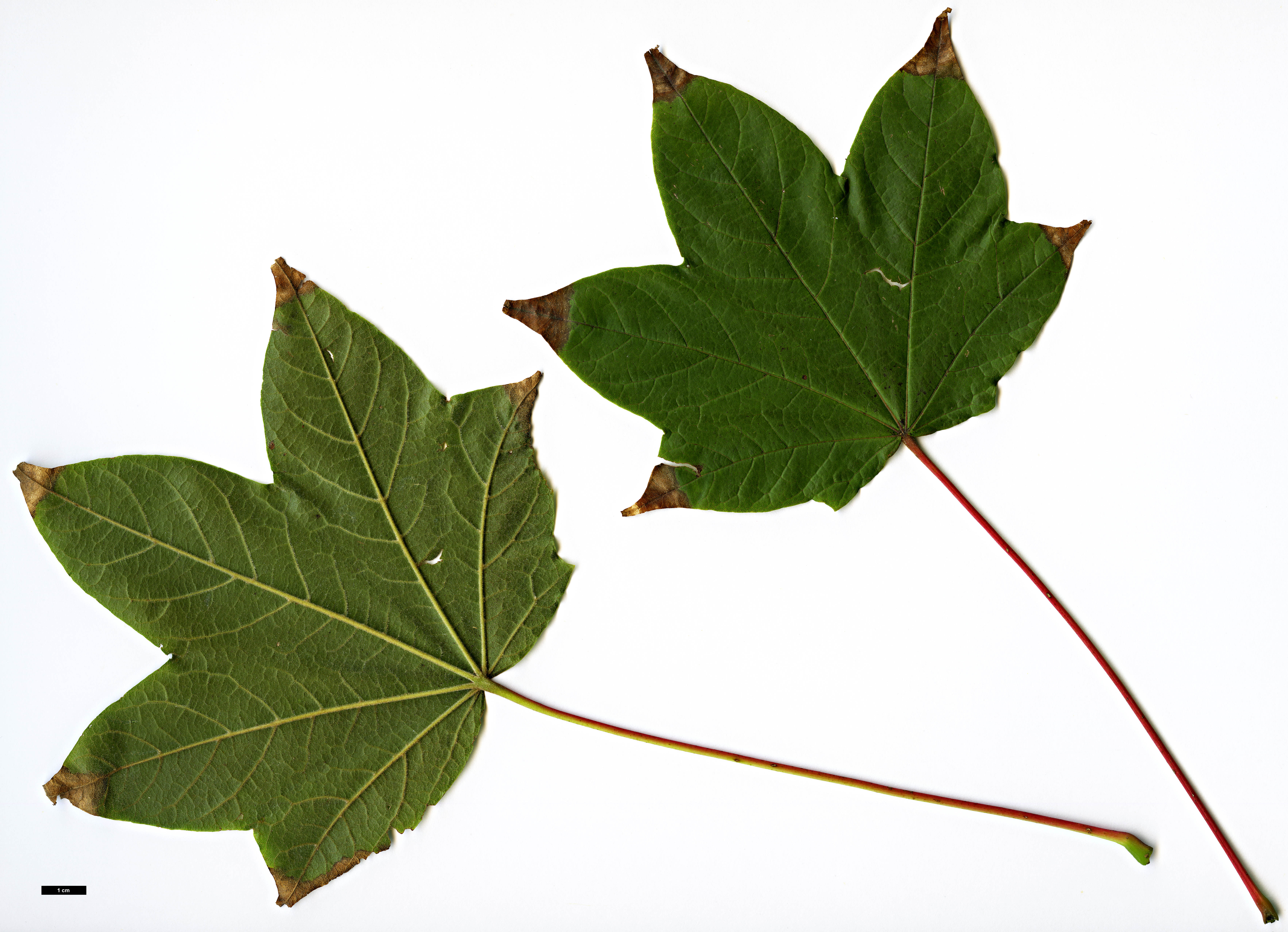 High resolution image: Family: Sapindaceae - Genus: Acer - Taxon: tibetense