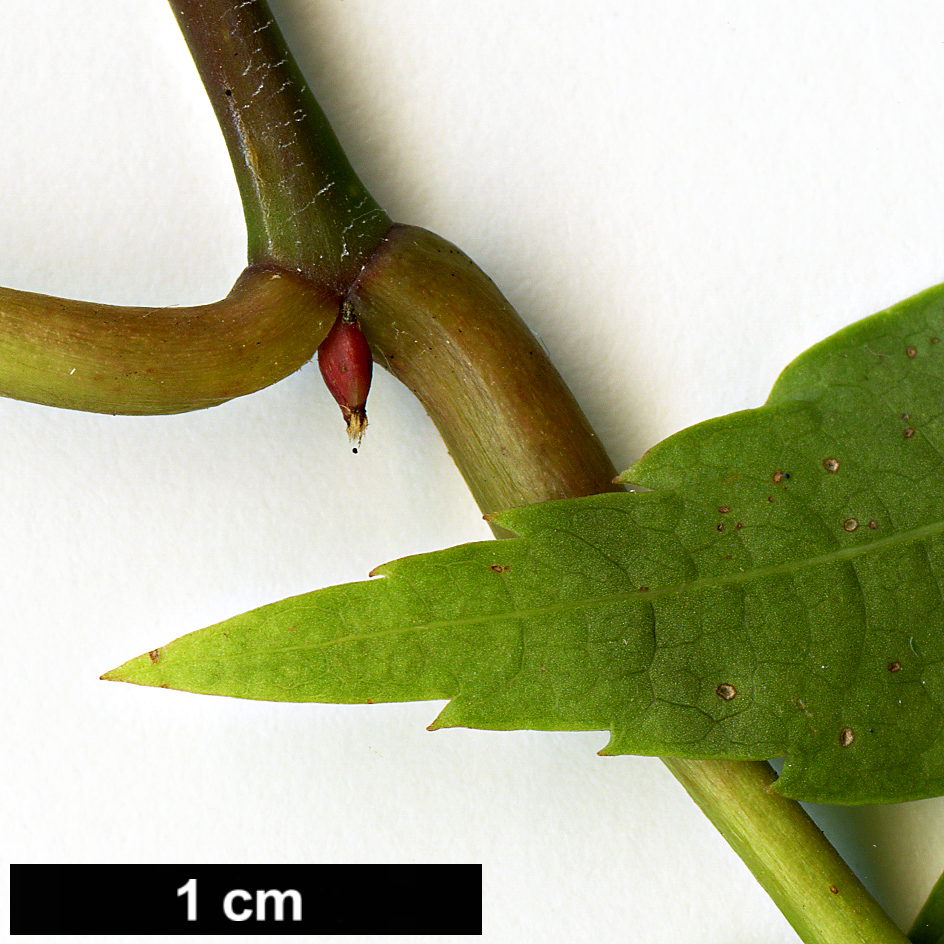 High resolution image: Family: Sapindaceae - Genus: Acer - Taxon: tonkinense